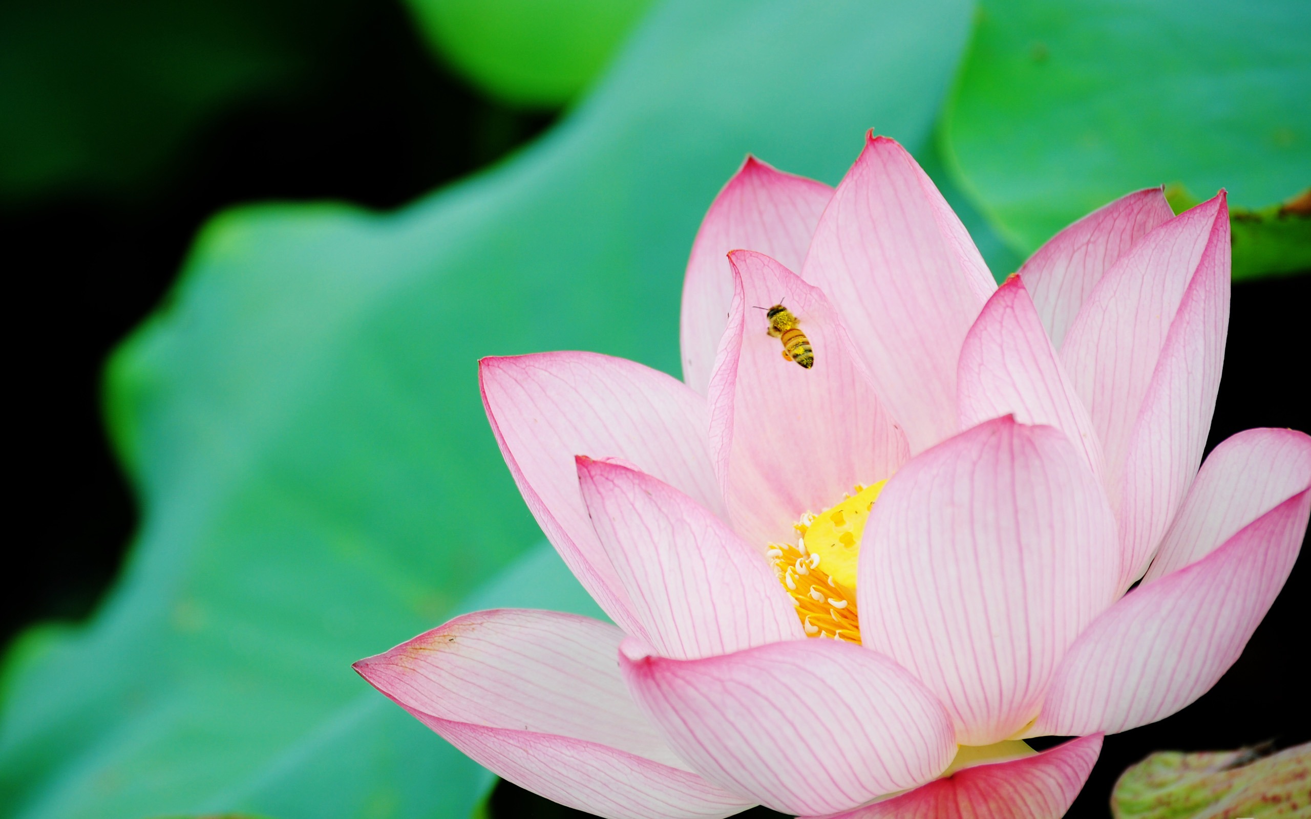 Téléchargez gratuitement l'image Lotus, Fleurs, Fleur, Terre/nature sur le bureau de votre PC