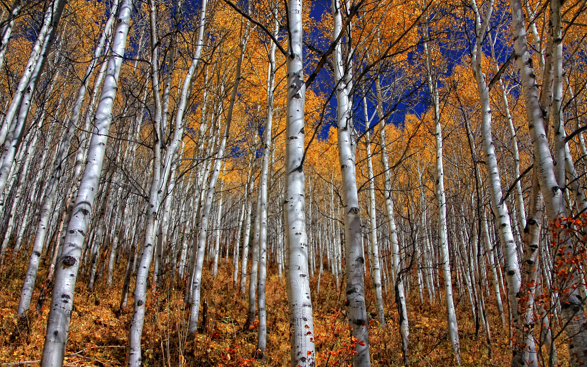 211088 descargar imagen tierra/naturaleza, bosque, abedul, otoño: fondos de pantalla y protectores de pantalla gratis