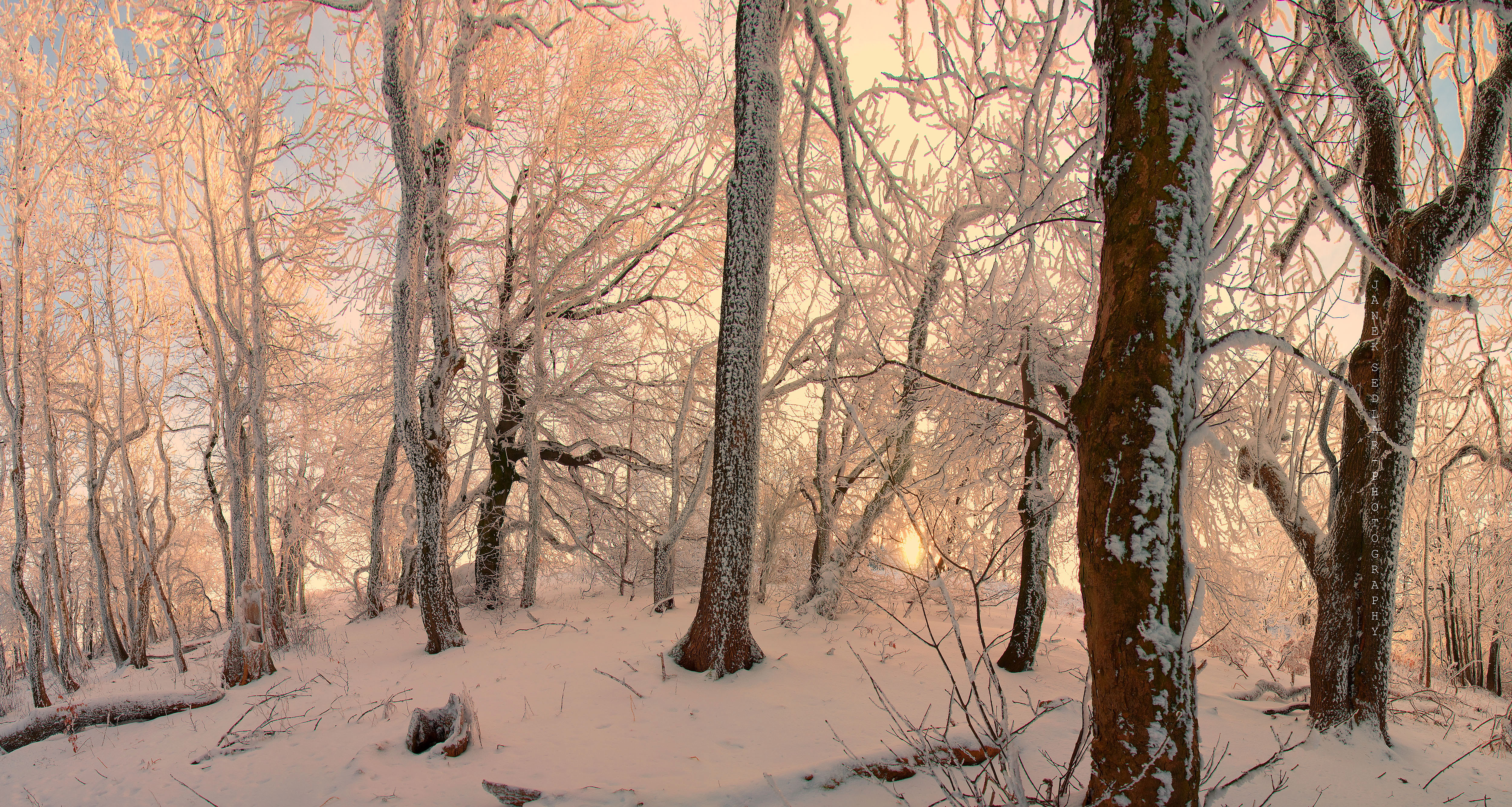 Download mobile wallpaper Winter, Snow, Forest, Tree, Earth for free.