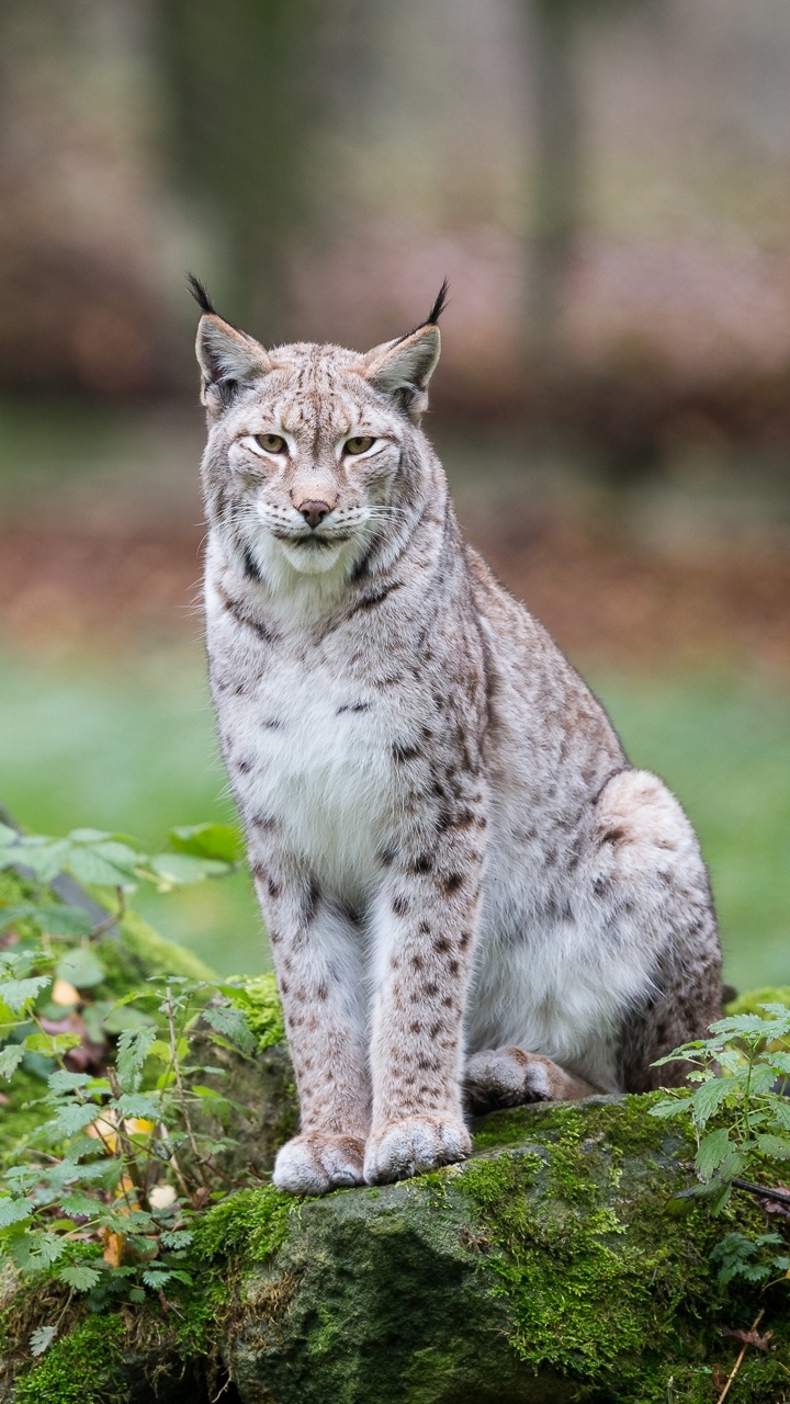 Download mobile wallpaper Cats, Animal, Lynx, Depth Of Field for free.