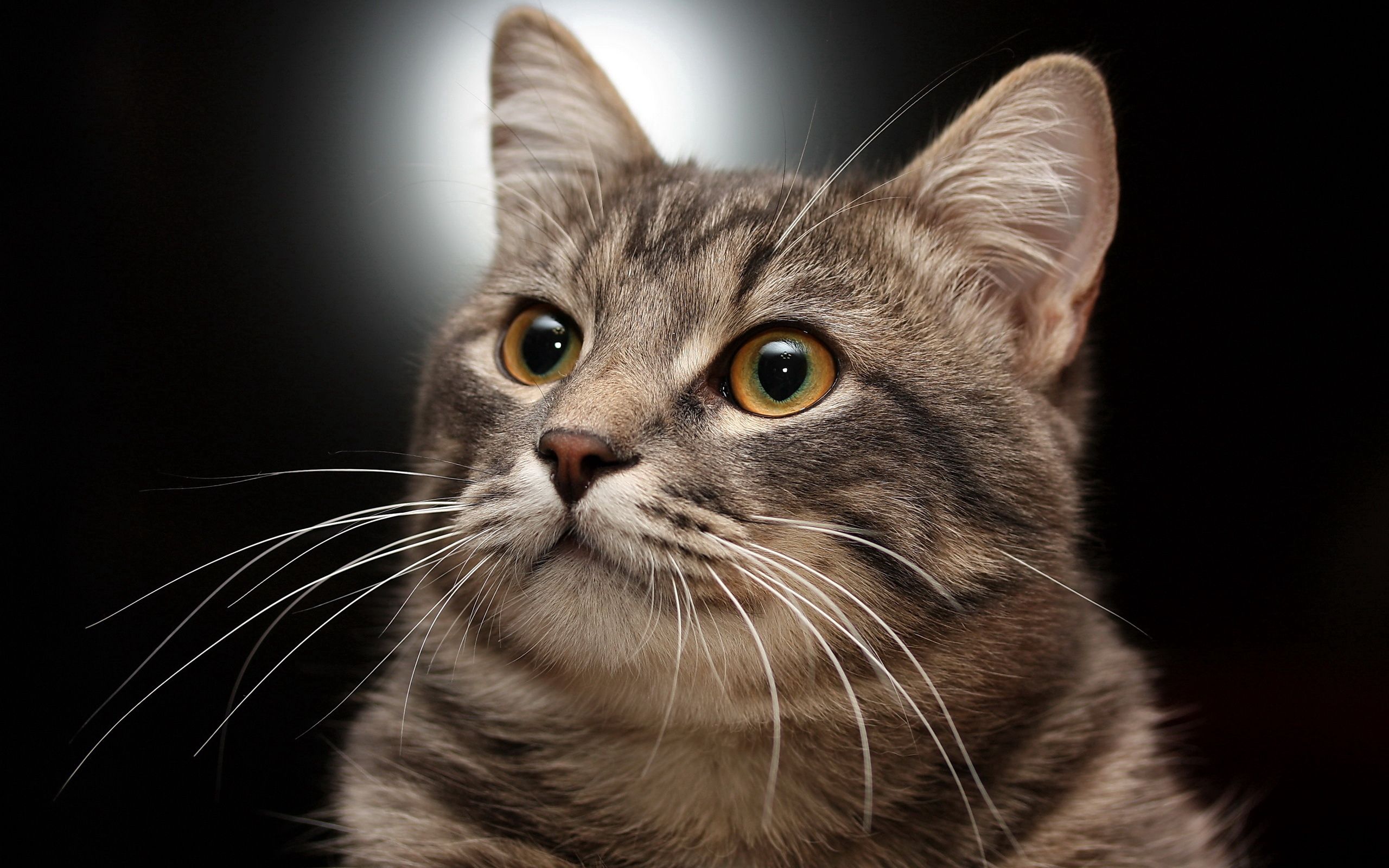 Laden Sie das Der Kater, Schnauze, Gestreift, Tiere, Katze-Bild kostenlos auf Ihren PC-Desktop herunter