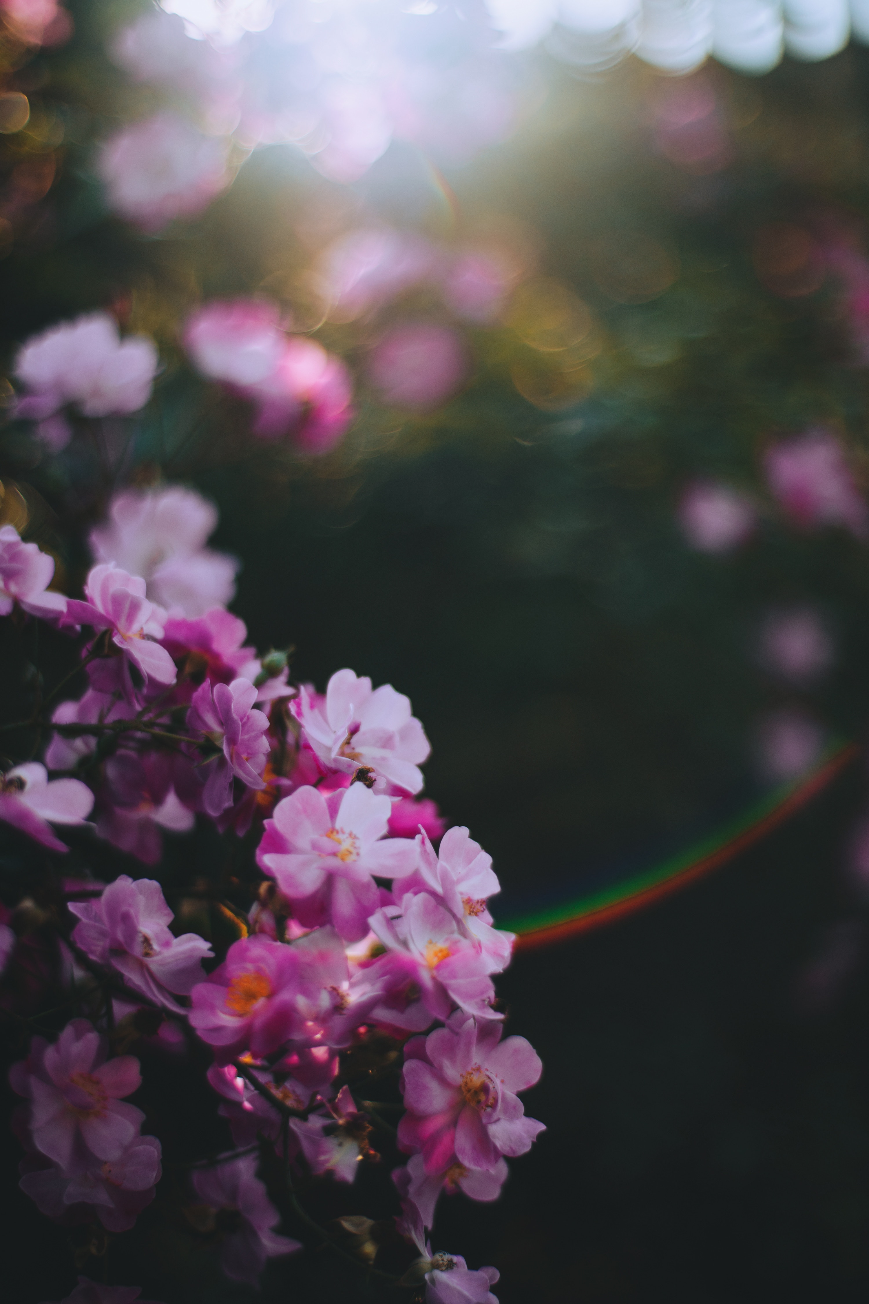 Free download wallpaper Flowers, Pink, Macro, Smooth, Glare, Blur on your PC desktop
