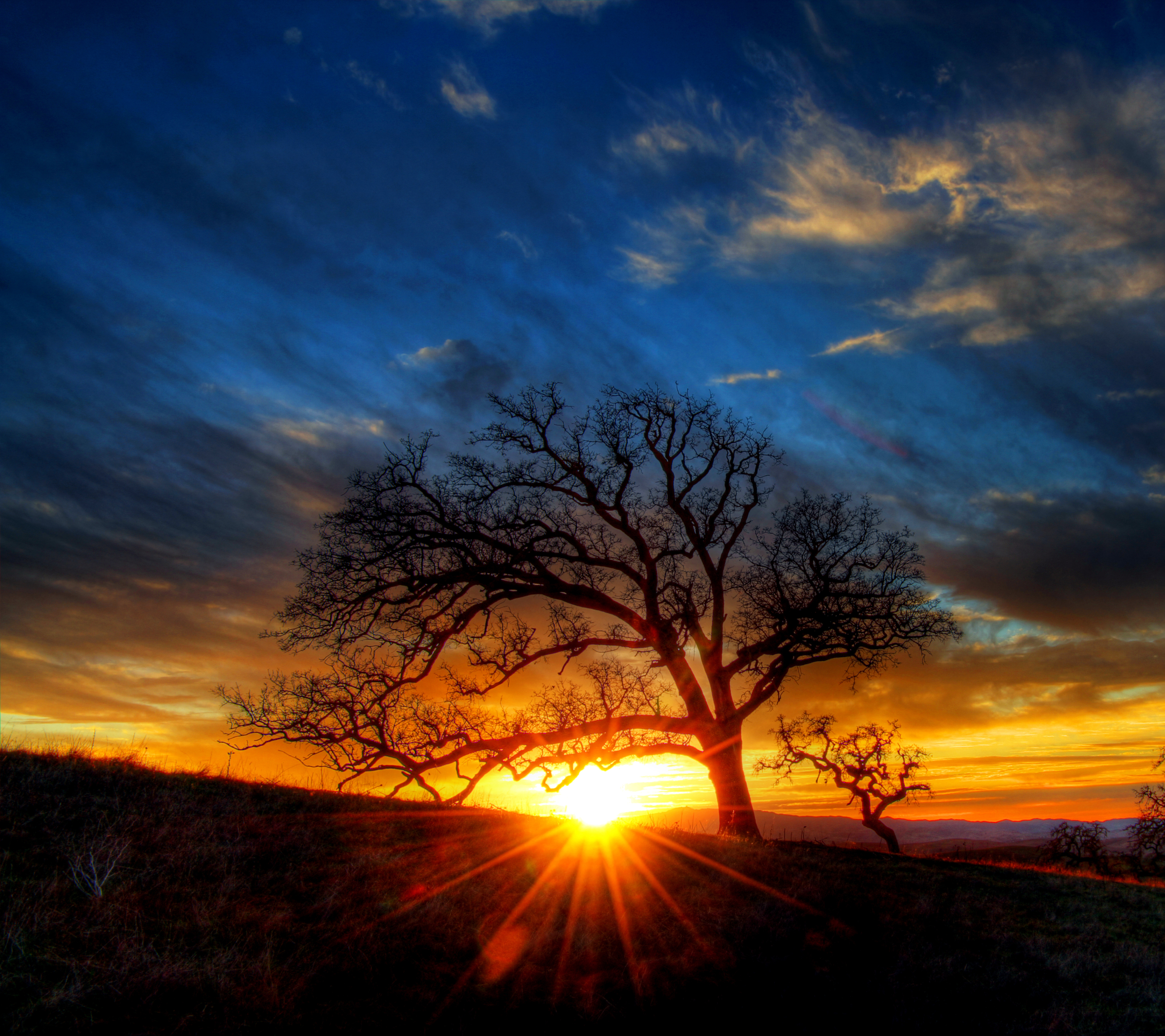 Download mobile wallpaper Nature, Sunset, Tree, Earth, Sunbeam, Sunbean for free.