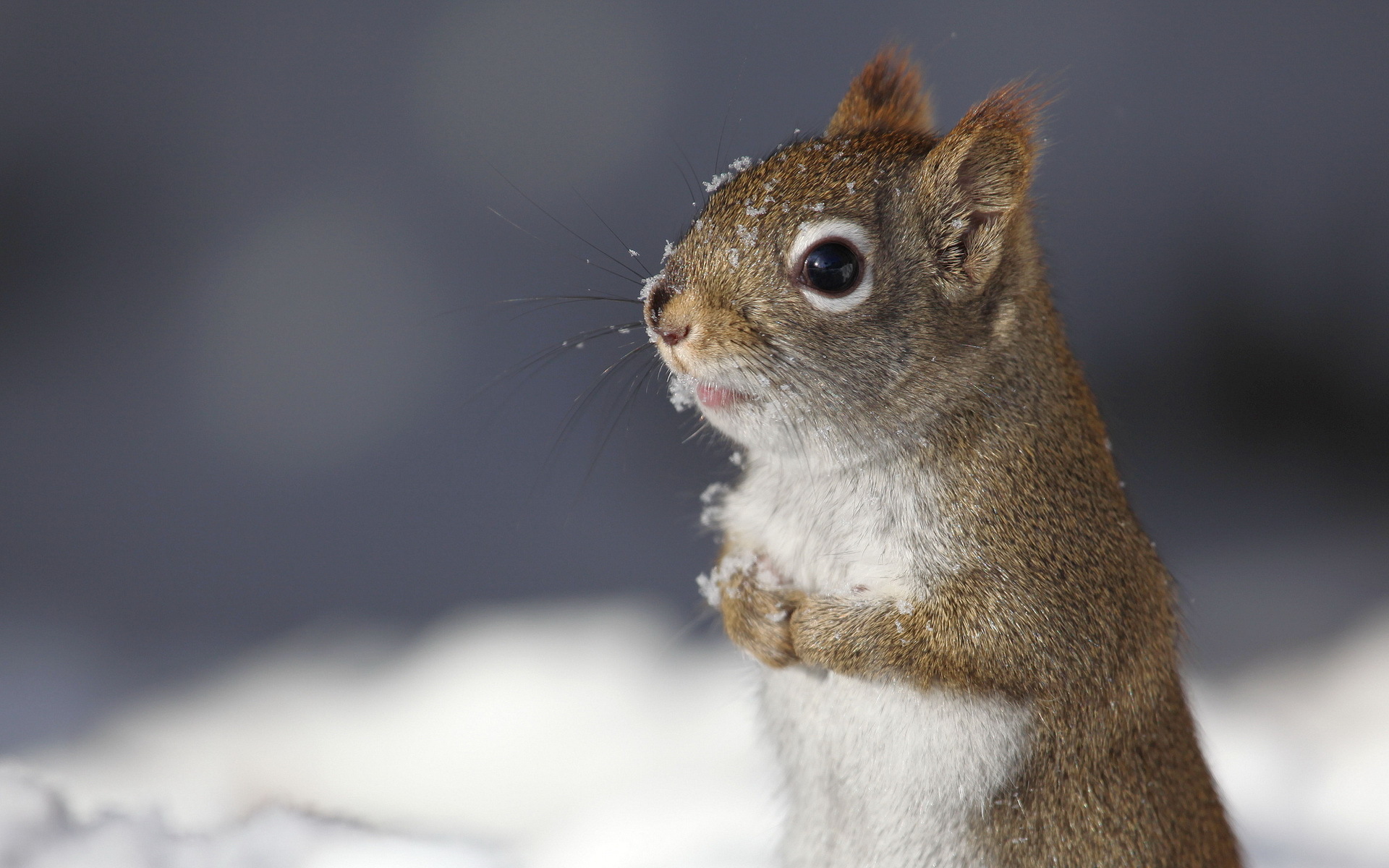 Free download wallpaper Squirrel, Animal on your PC desktop