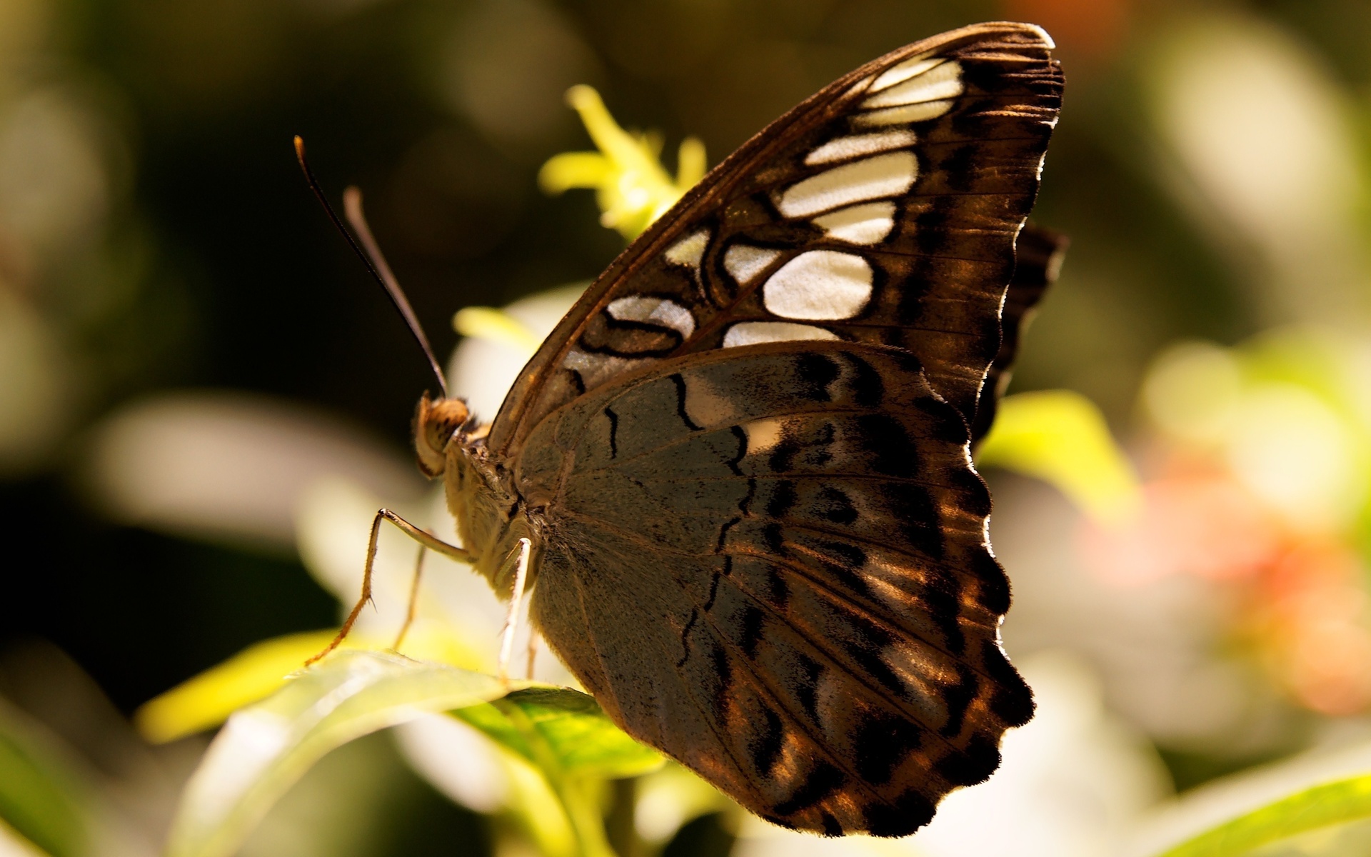 Descarga gratuita de fondo de pantalla para móvil de Animales, Mariposa.