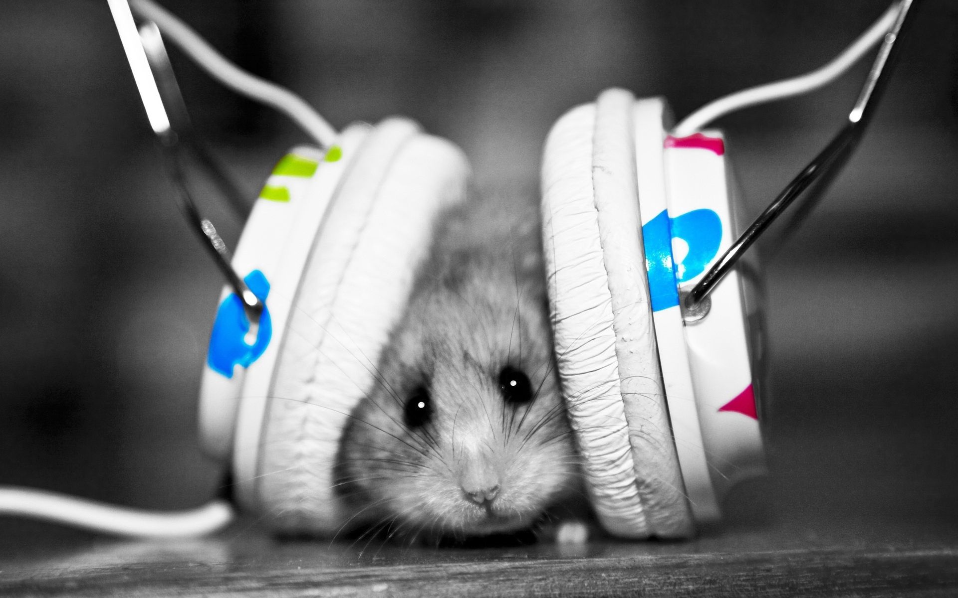 hamster, music lover, music, animals, small, joke