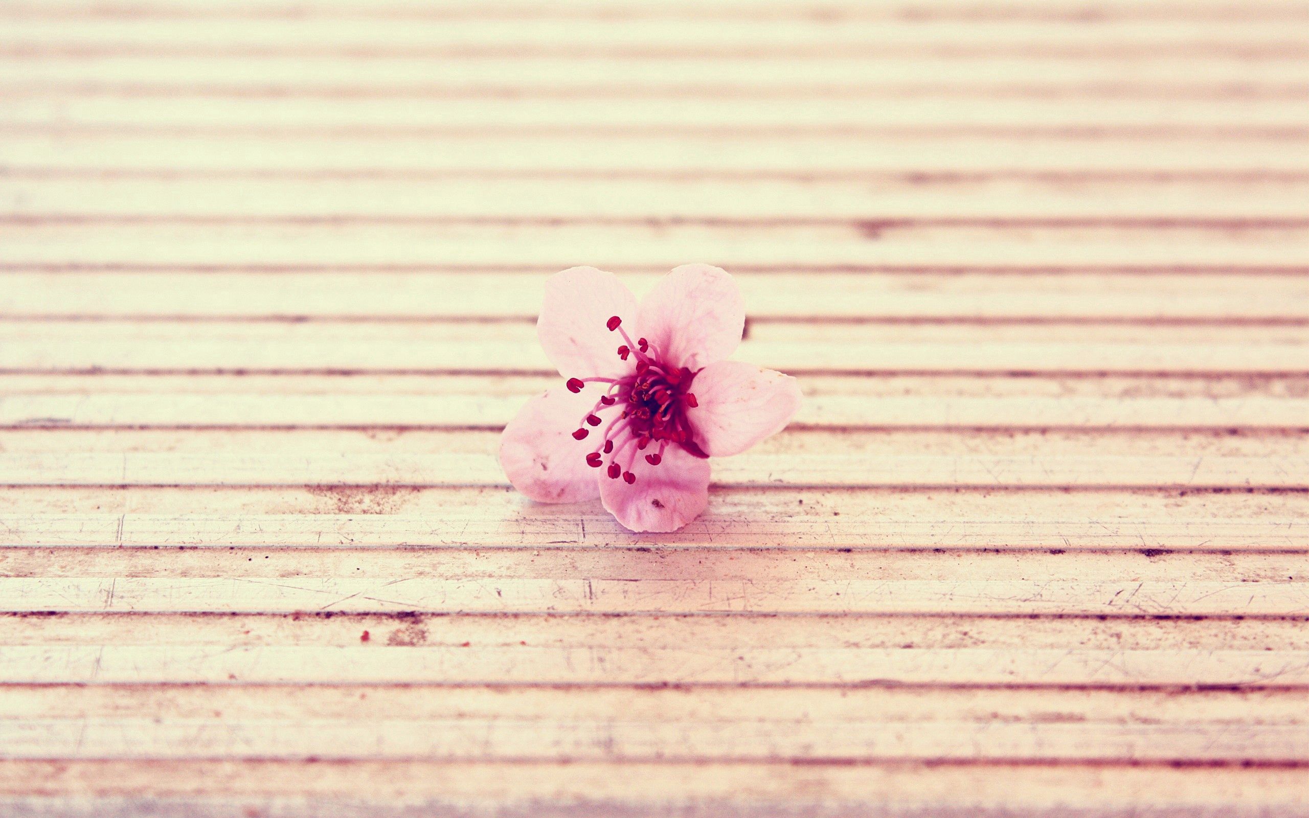 Download mobile wallpaper Macro, Flower, Surface, Pink for free.