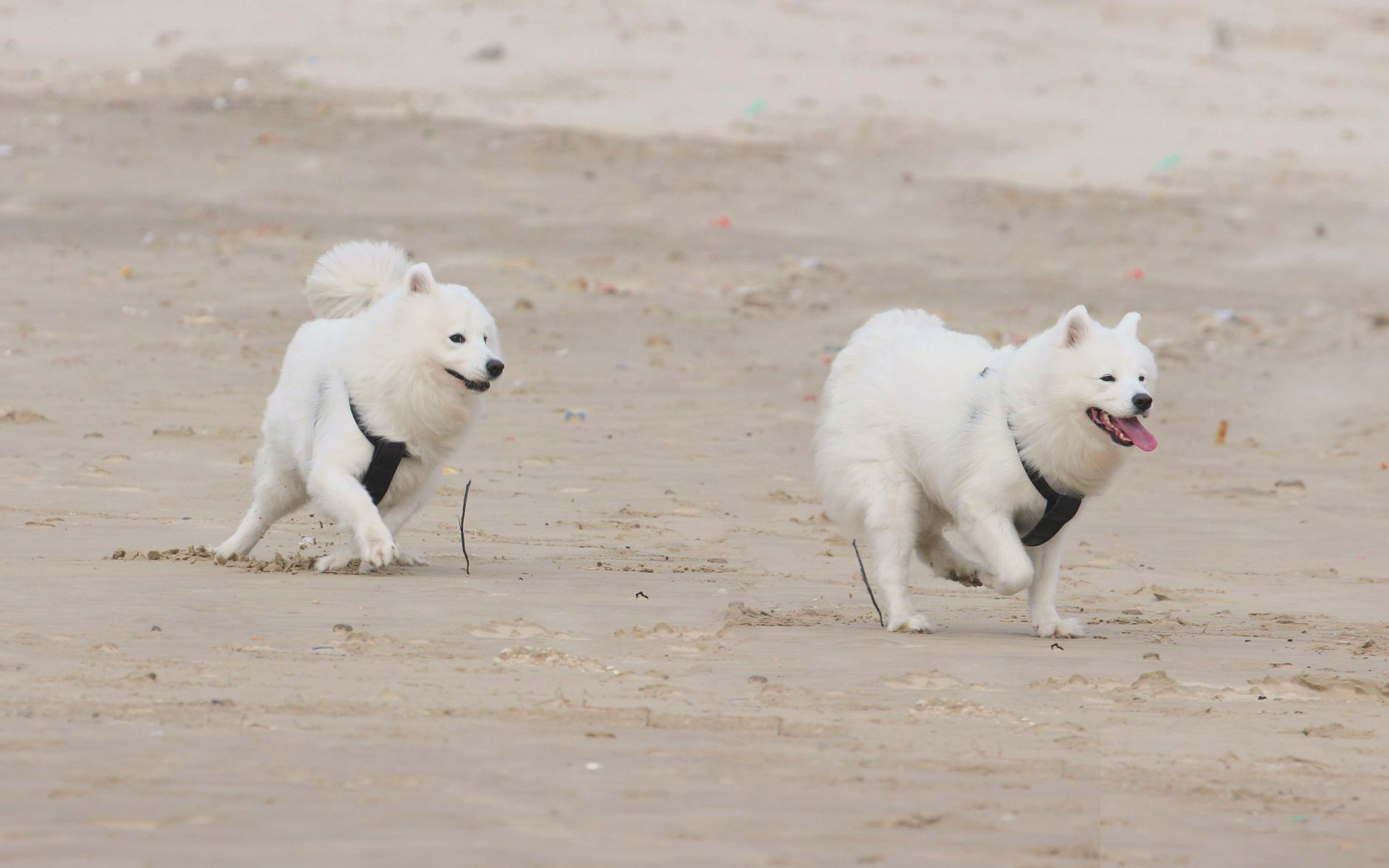 animal, samoyed, beach, dog, running, dogs
