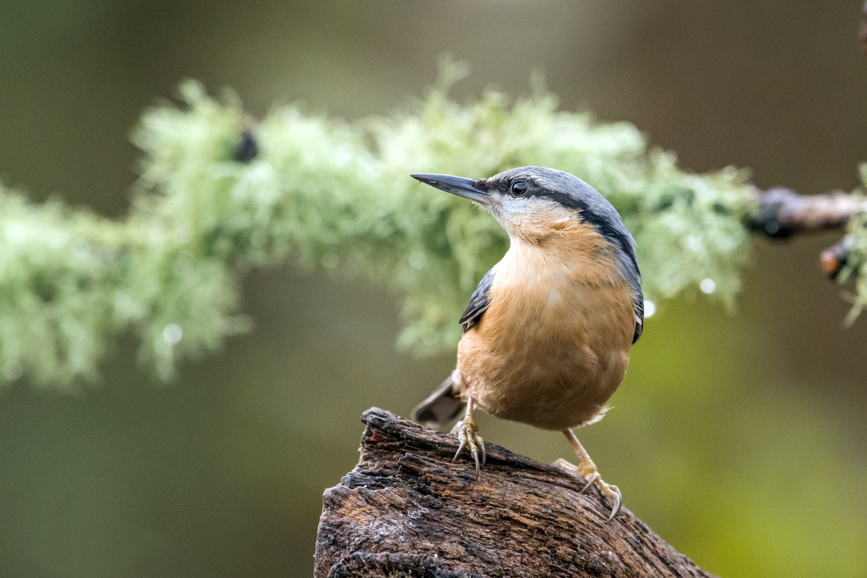 Download mobile wallpaper Bird, Animal, Nuthatch for free.