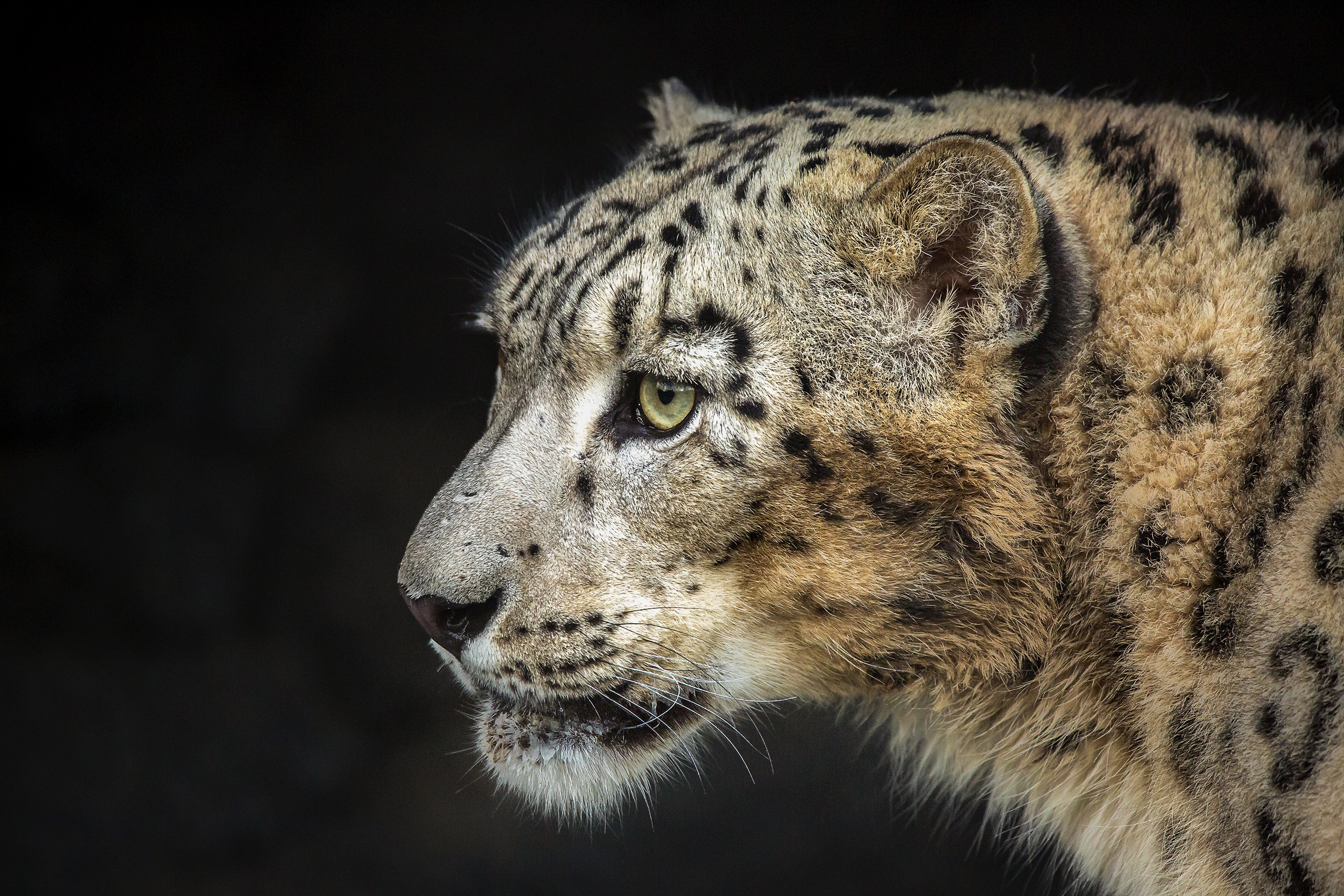 Baixe gratuitamente a imagem Leopardo Das Neves, Gatos, Animais na área de trabalho do seu PC