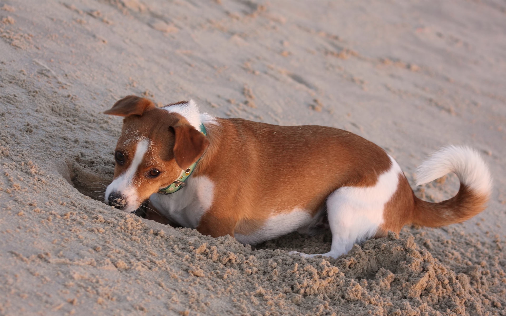 Baixe gratuitamente a imagem Cães, Cão, Animais na área de trabalho do seu PC