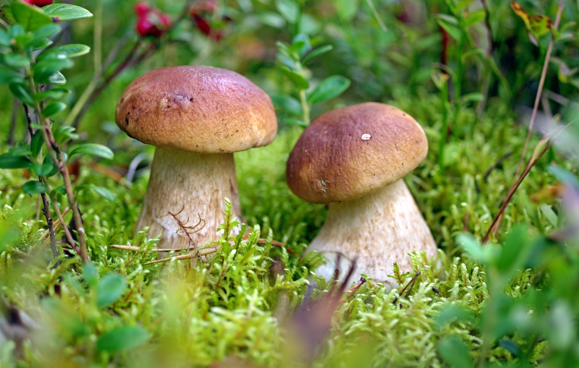 Free download wallpaper Nature, Close Up, Earth, Mushroom, Moss on your PC desktop