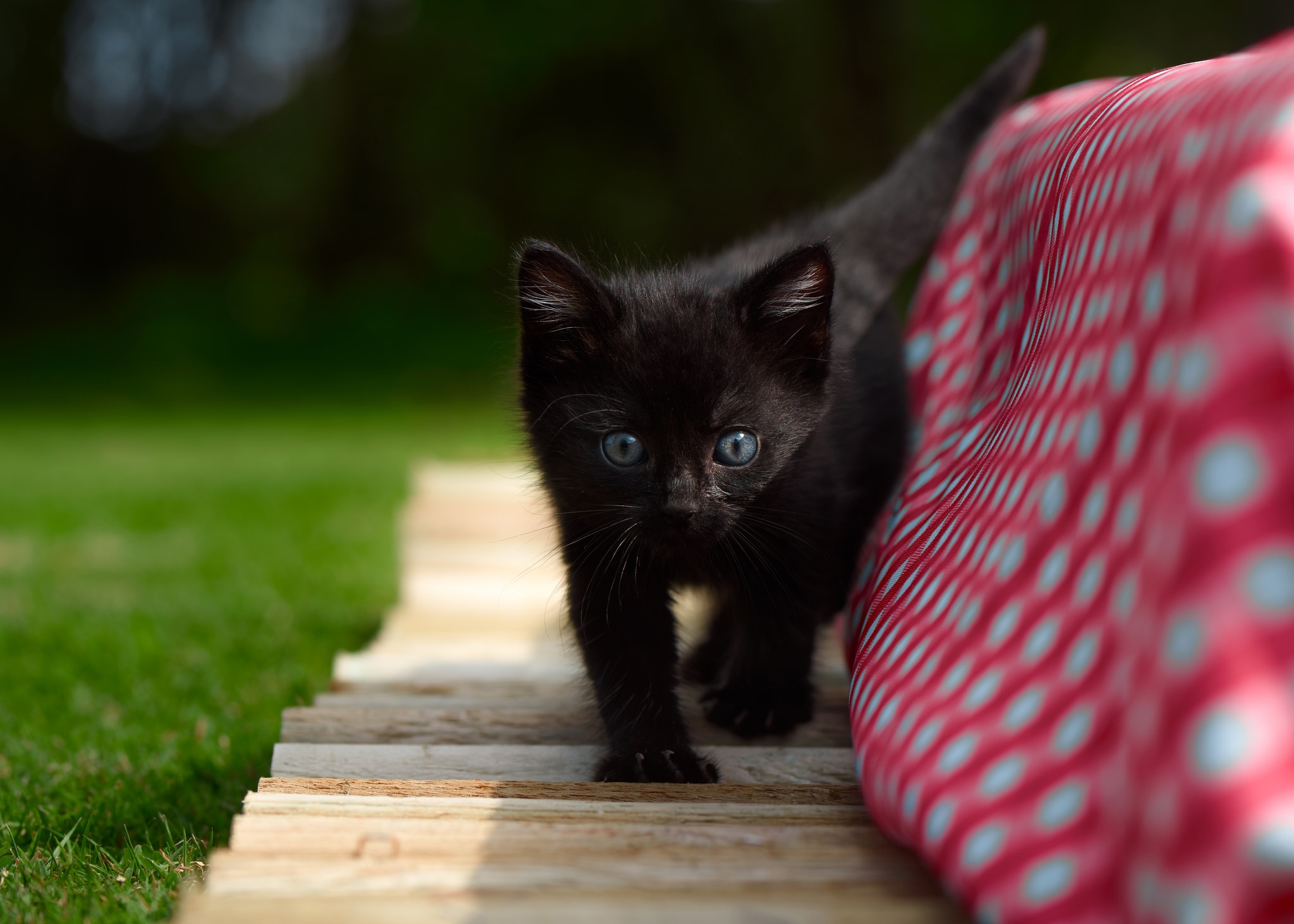 Handy-Wallpaper Tiere, Katzen, Katze, Kätzchen, Tierbaby, Tiefenschärfe kostenlos herunterladen.