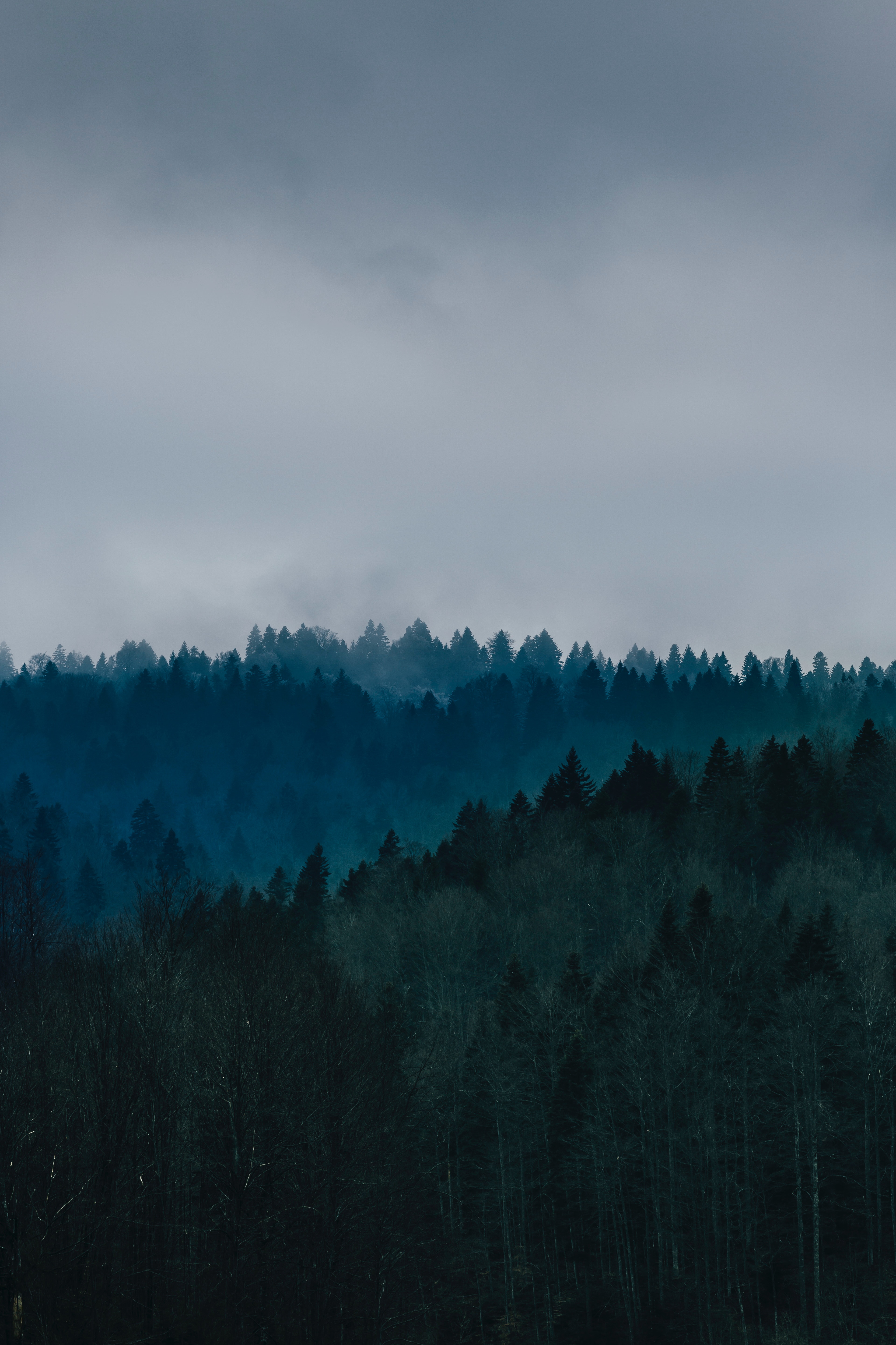 無料モバイル壁紙木, 霧, 上から見る, 森林, 森, 自然, スカイをダウンロードします。
