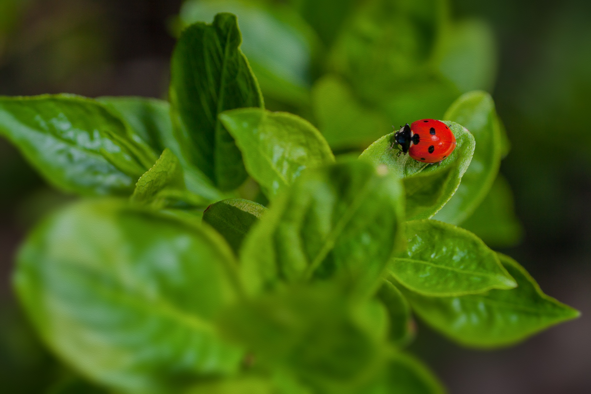 Download mobile wallpaper Nature, Macro, Insect, Animal, Ladybug for free.