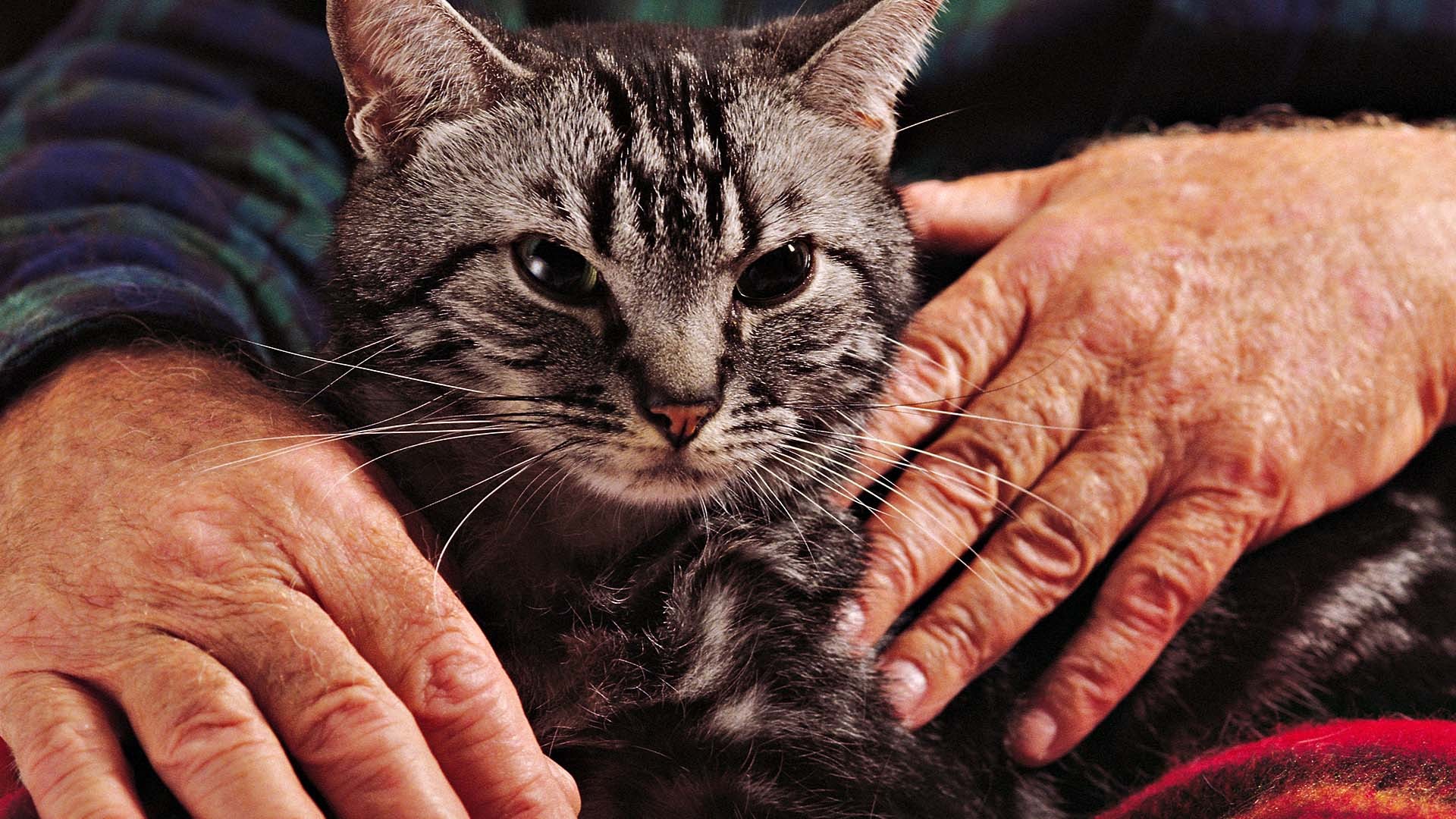 Handy-Wallpaper Katze, Katzen, Tiere kostenlos herunterladen.