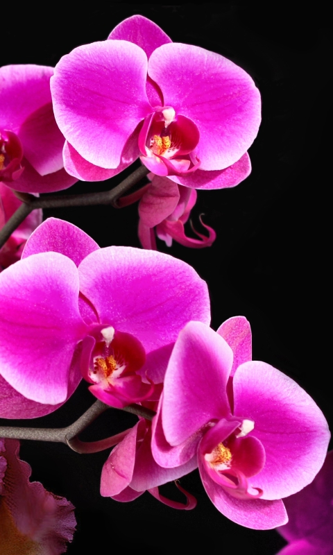 Handy-Wallpaper Blumen, Blume, Orchidee, Erde/natur kostenlos herunterladen.