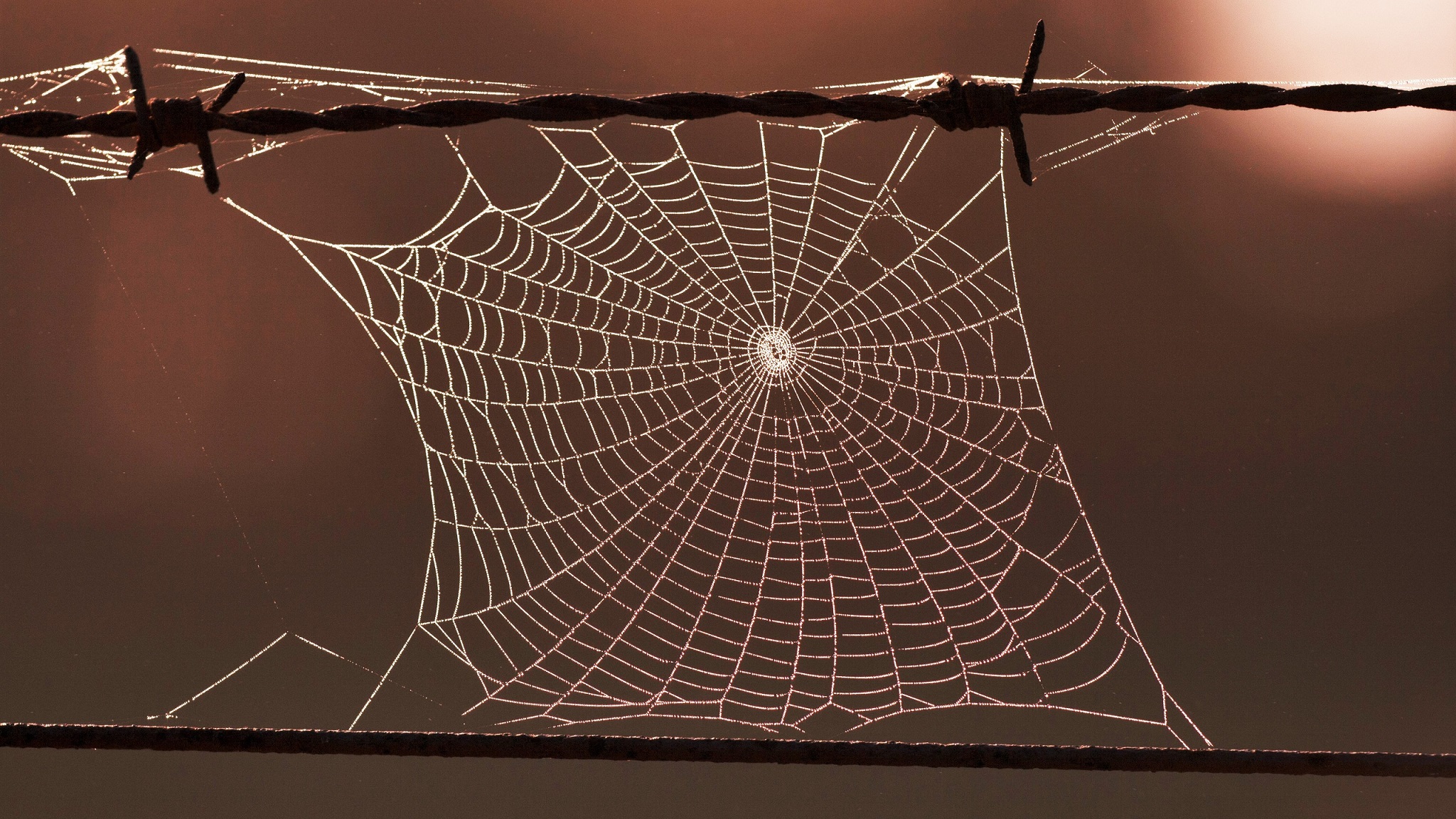 無料モバイル壁紙自然, クモの巣, 写真撮影をダウンロードします。
