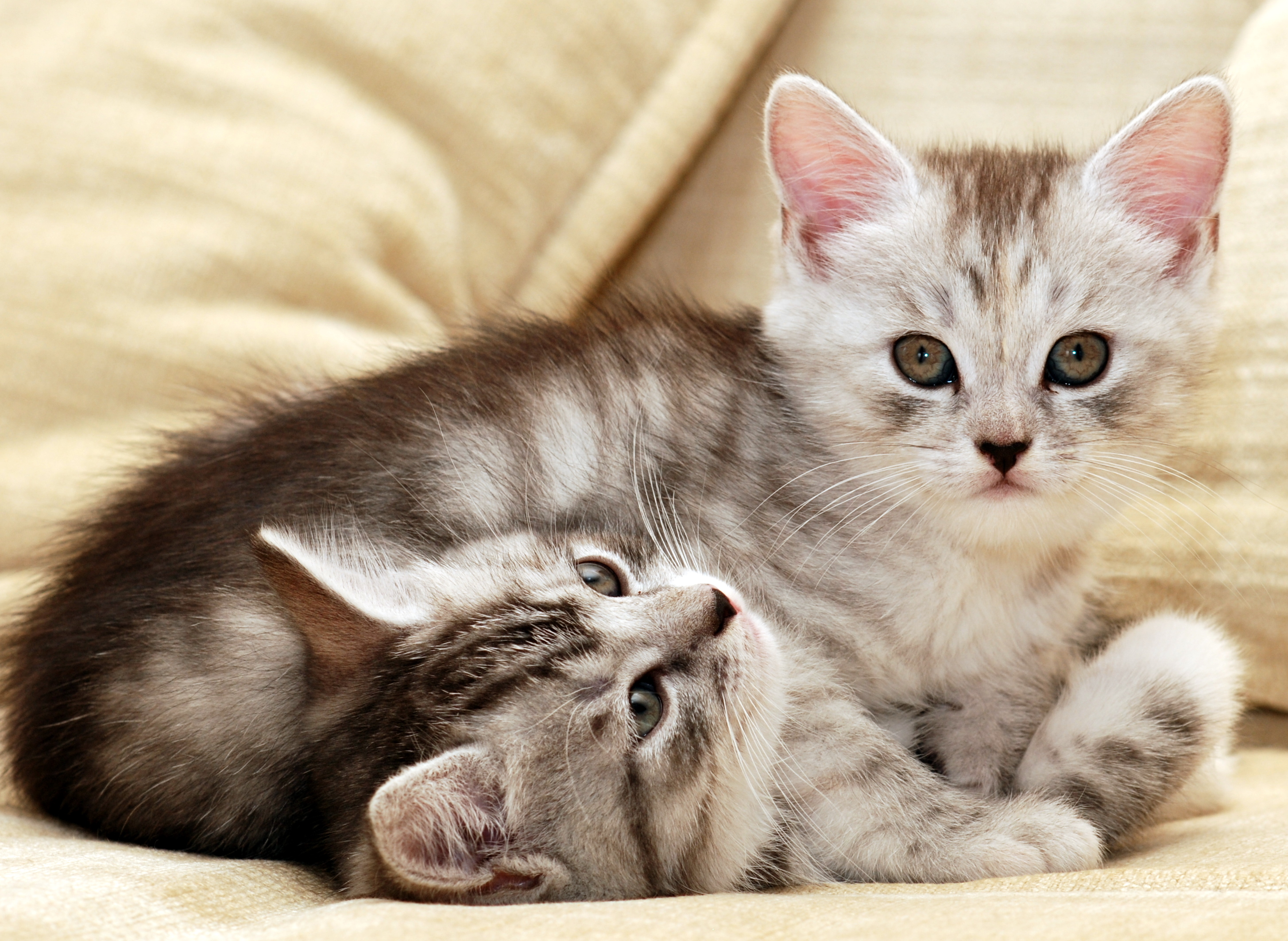 245592 Protetores de tela e papéis de parede Gatos em seu telefone. Baixe  fotos gratuitamente