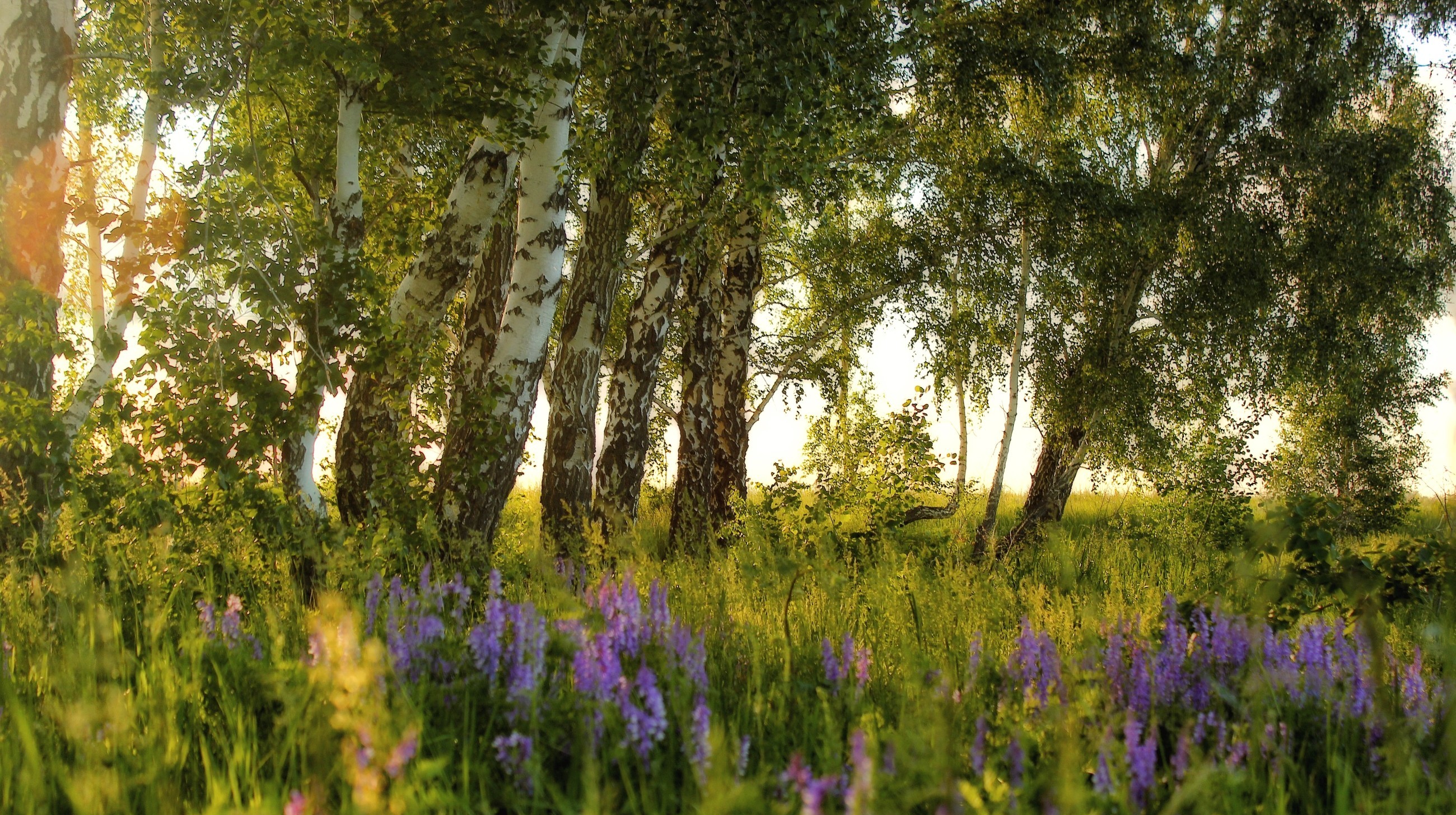 Laden Sie das Birken, Wiese, Erde/natur, Sonnenschein-Bild kostenlos auf Ihren PC-Desktop herunter