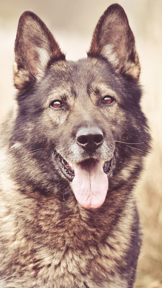 Download mobile wallpaper Dogs, Animal, German Shepherd for free.