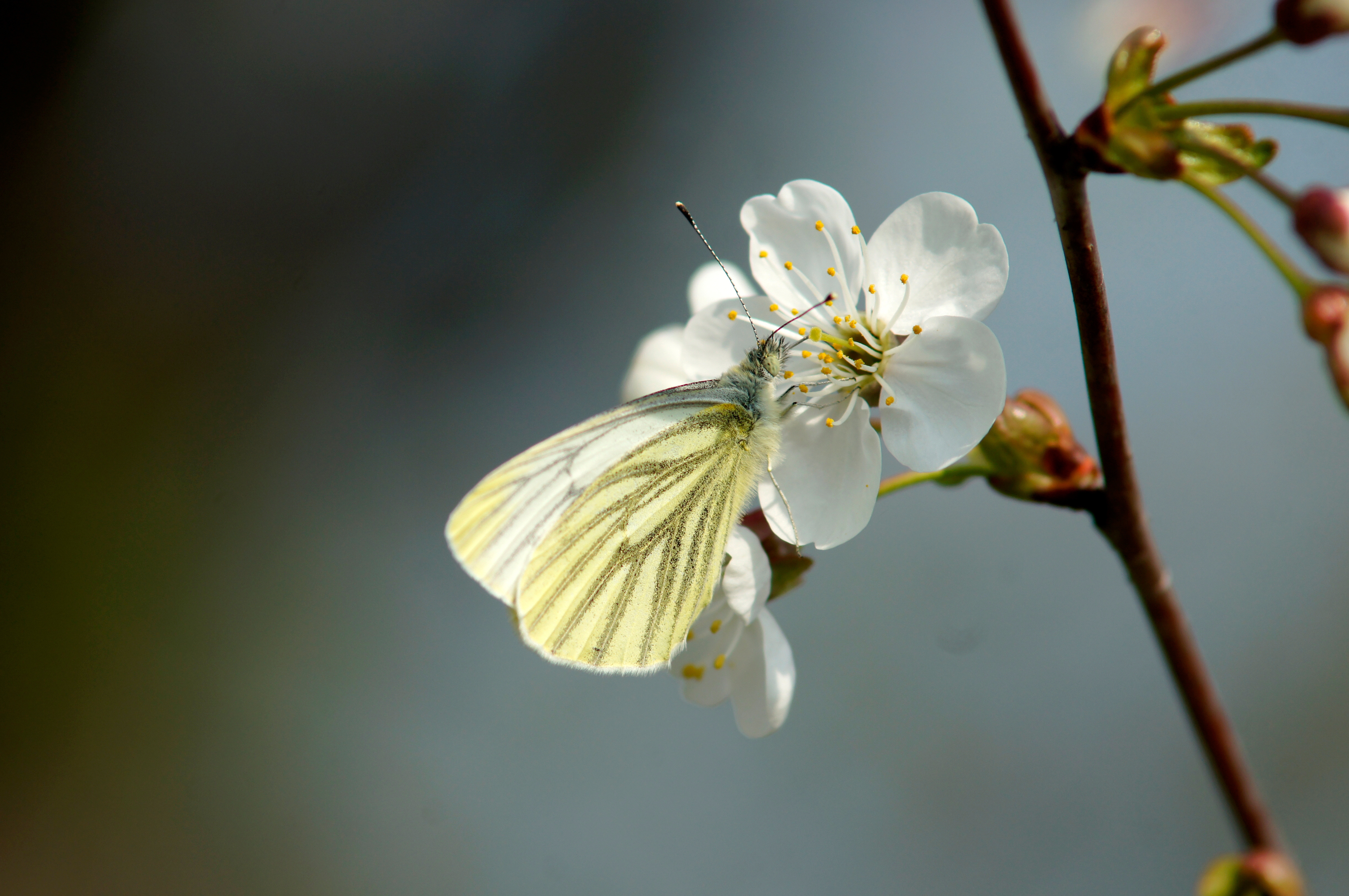 Download mobile wallpaper Flower, Macro, Spring, Cherry, Butterfly for free.
