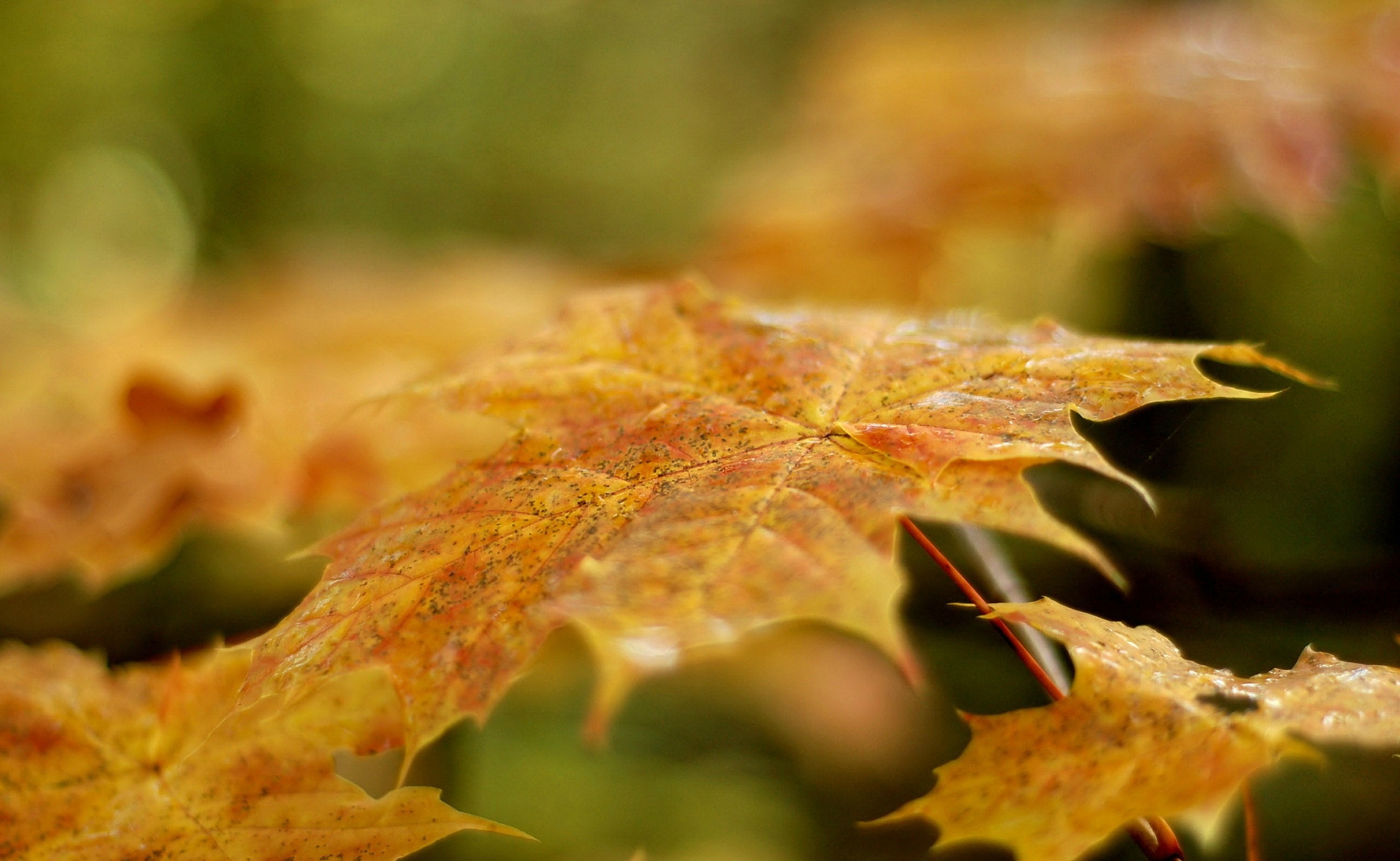 Free download wallpaper Macro, Photography on your PC desktop