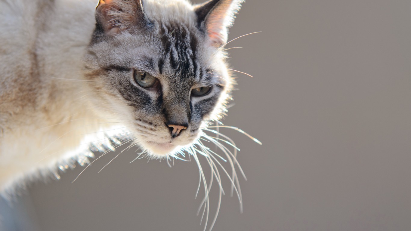 Baixe gratuitamente a imagem Animais, Gato na área de trabalho do seu PC