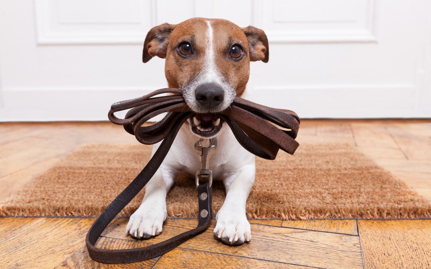 Téléchargez des papiers peints mobile Animaux, Chien gratuitement.