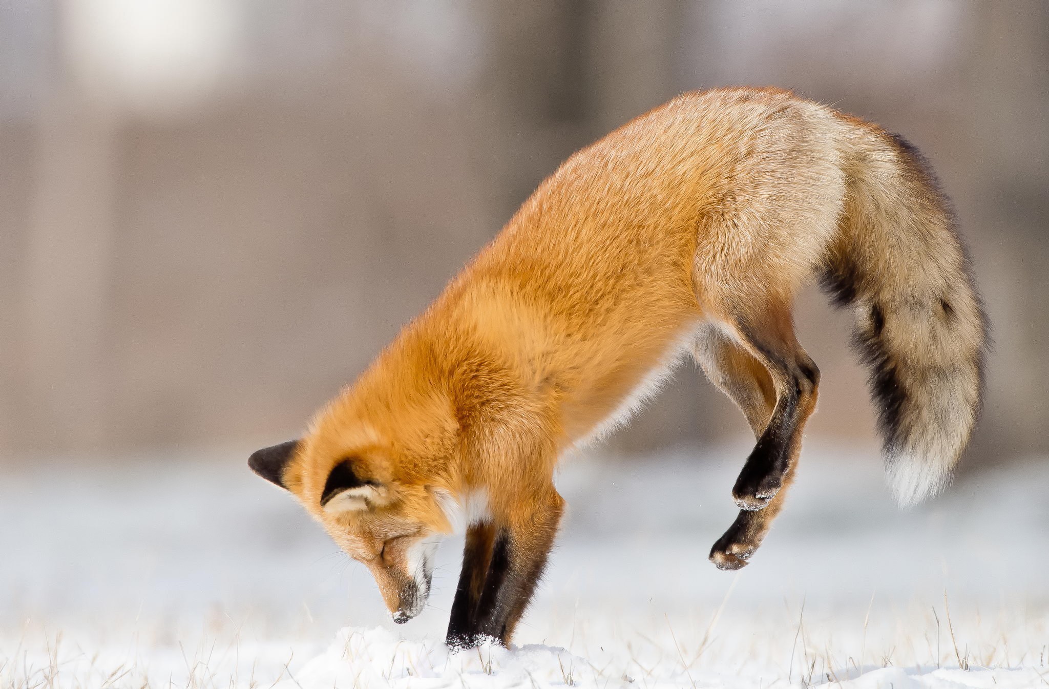 Download mobile wallpaper Winter, Fox, Animal for free.
