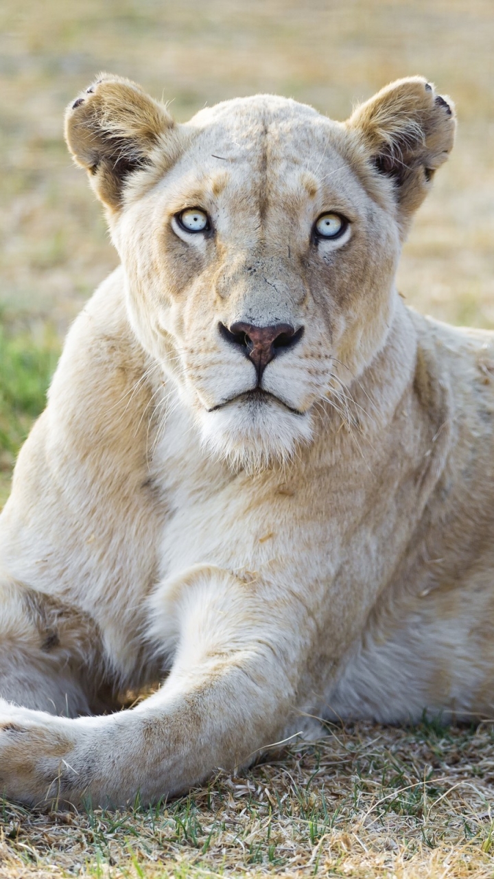 Téléchargez des papiers peints mobile Animaux, Chats, Lion gratuitement.