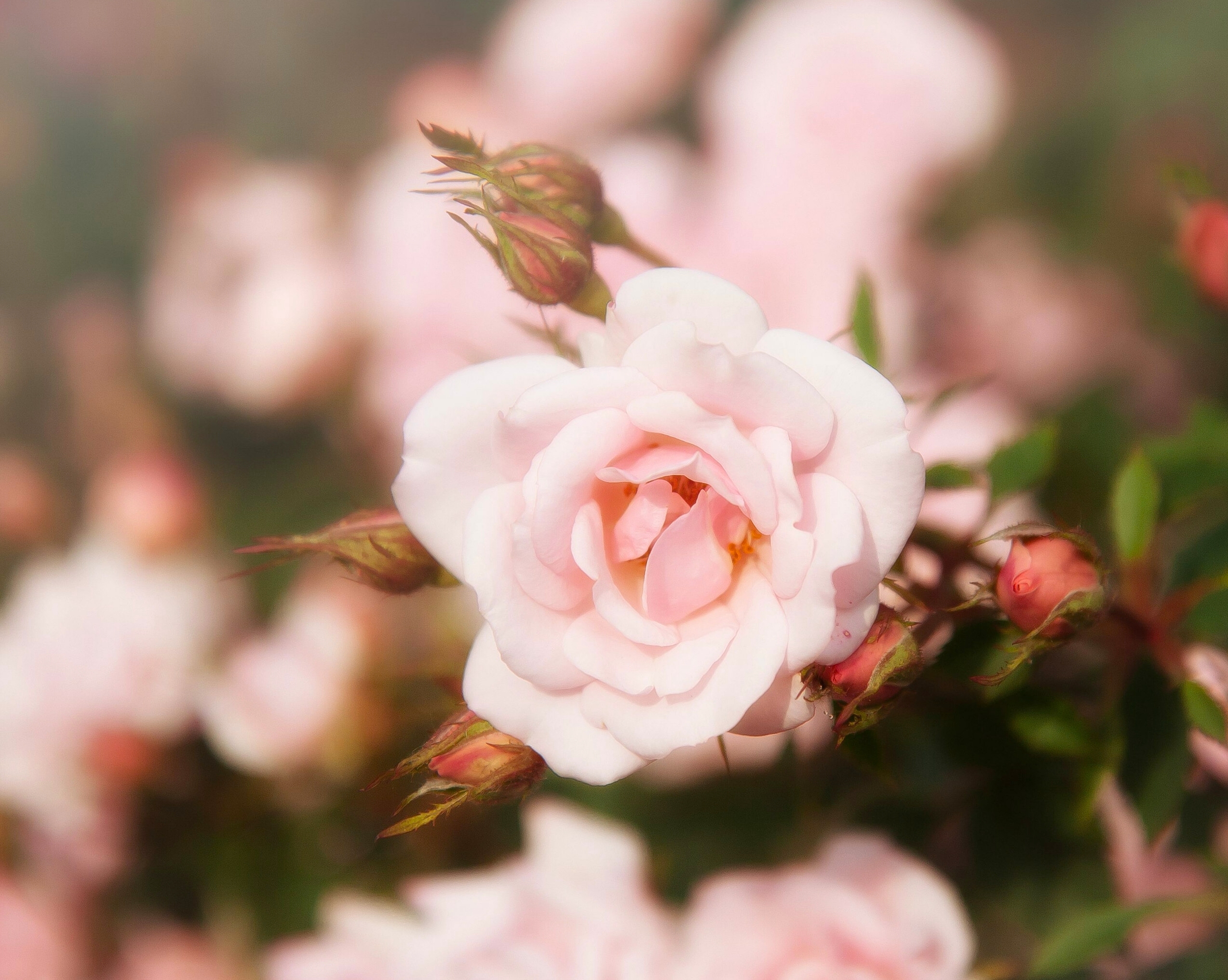 Handy-Wallpaper Natur, Blumen, Blume, Rose, Nahansicht, Erde/natur, Pinke Blume kostenlos herunterladen.