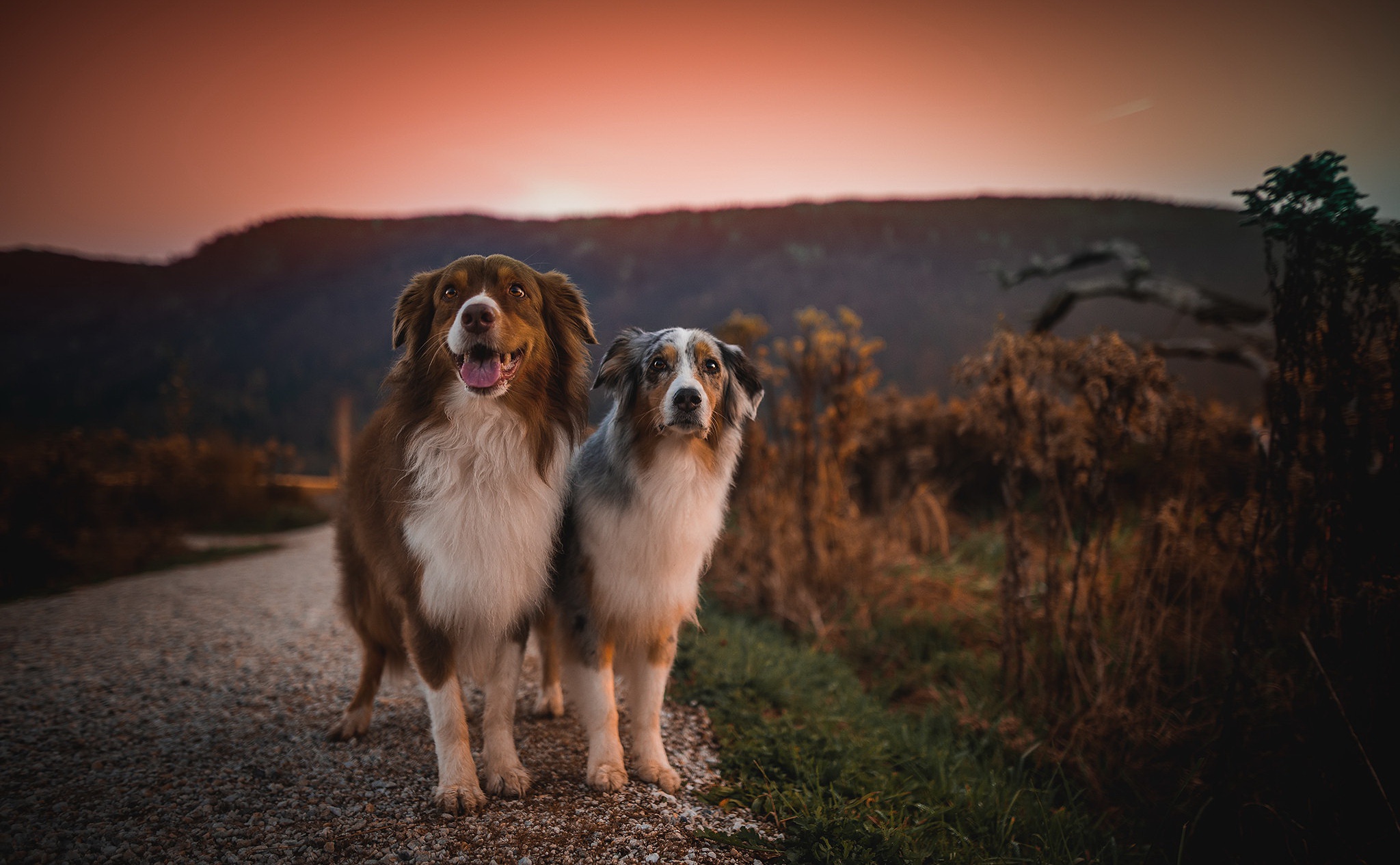 Laden Sie das Tiere, Hunde, Hund, Australischer Hirte-Bild kostenlos auf Ihren PC-Desktop herunter