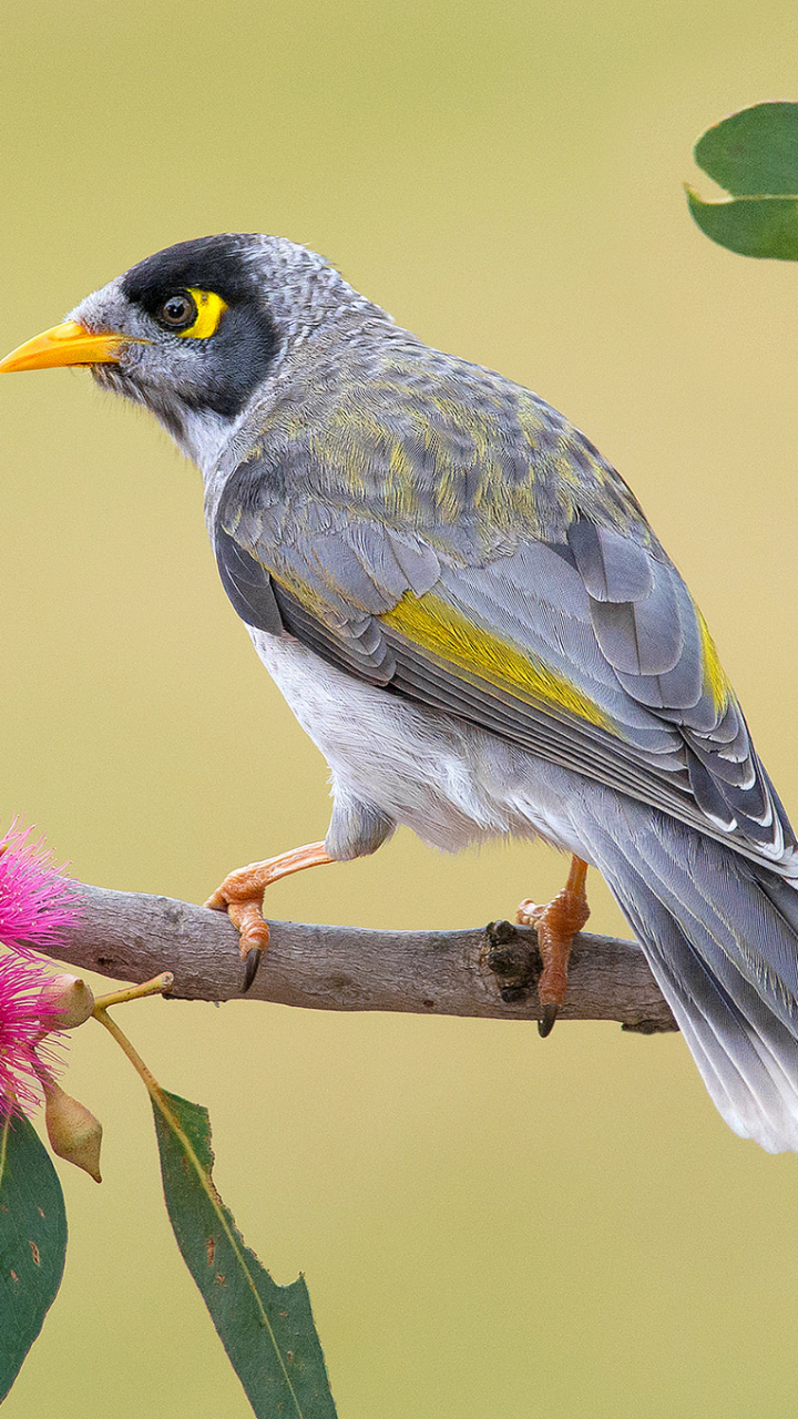 Download mobile wallpaper Birds, Bird, Branch, Animal, Noisy Miner for free.