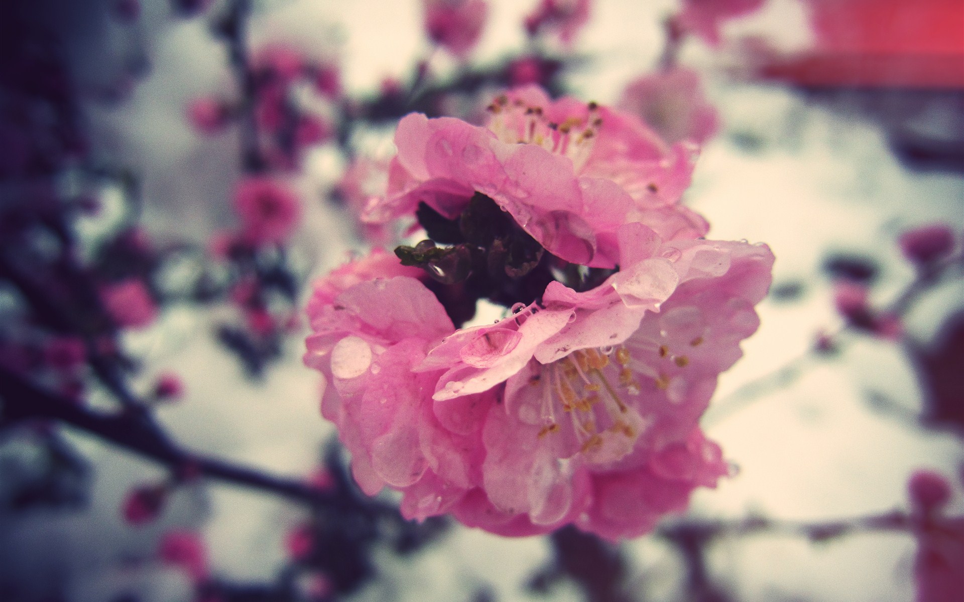 Baixe gratuitamente a imagem Flores, Floração, Terra/natureza na área de trabalho do seu PC