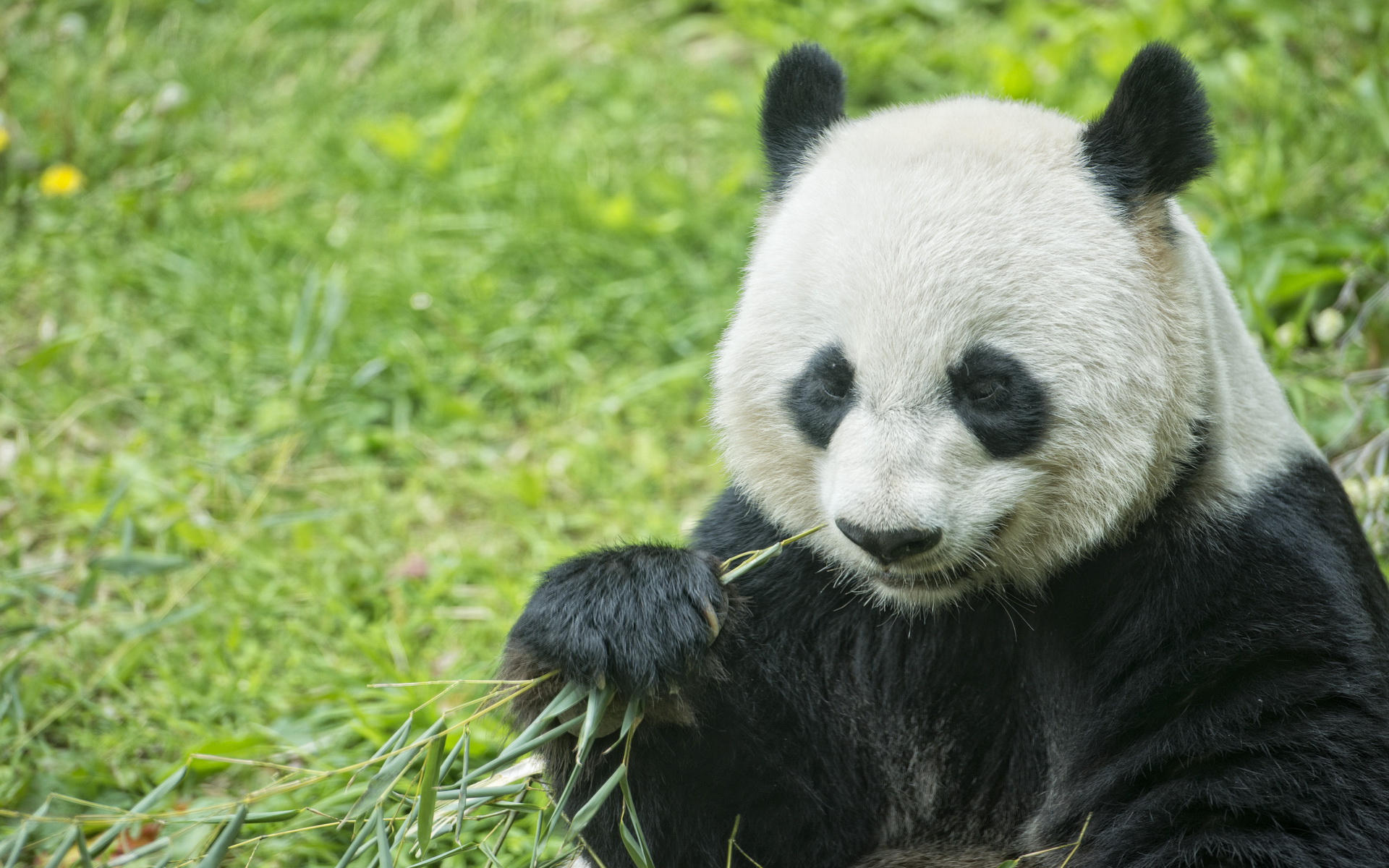 Download mobile wallpaper Panda, Animal for free.