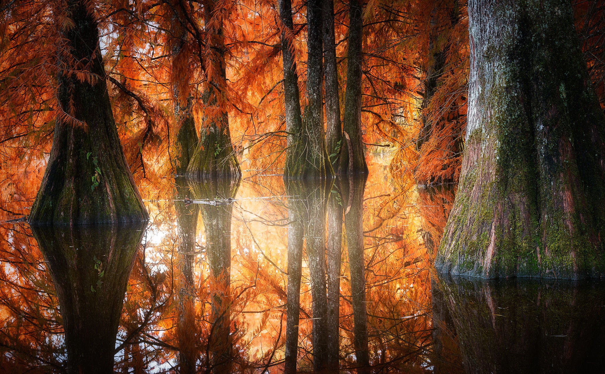 Téléchargez gratuitement l'image Eau, Automne, Forêt, La Nature, Terre/nature, Réflection sur le bureau de votre PC