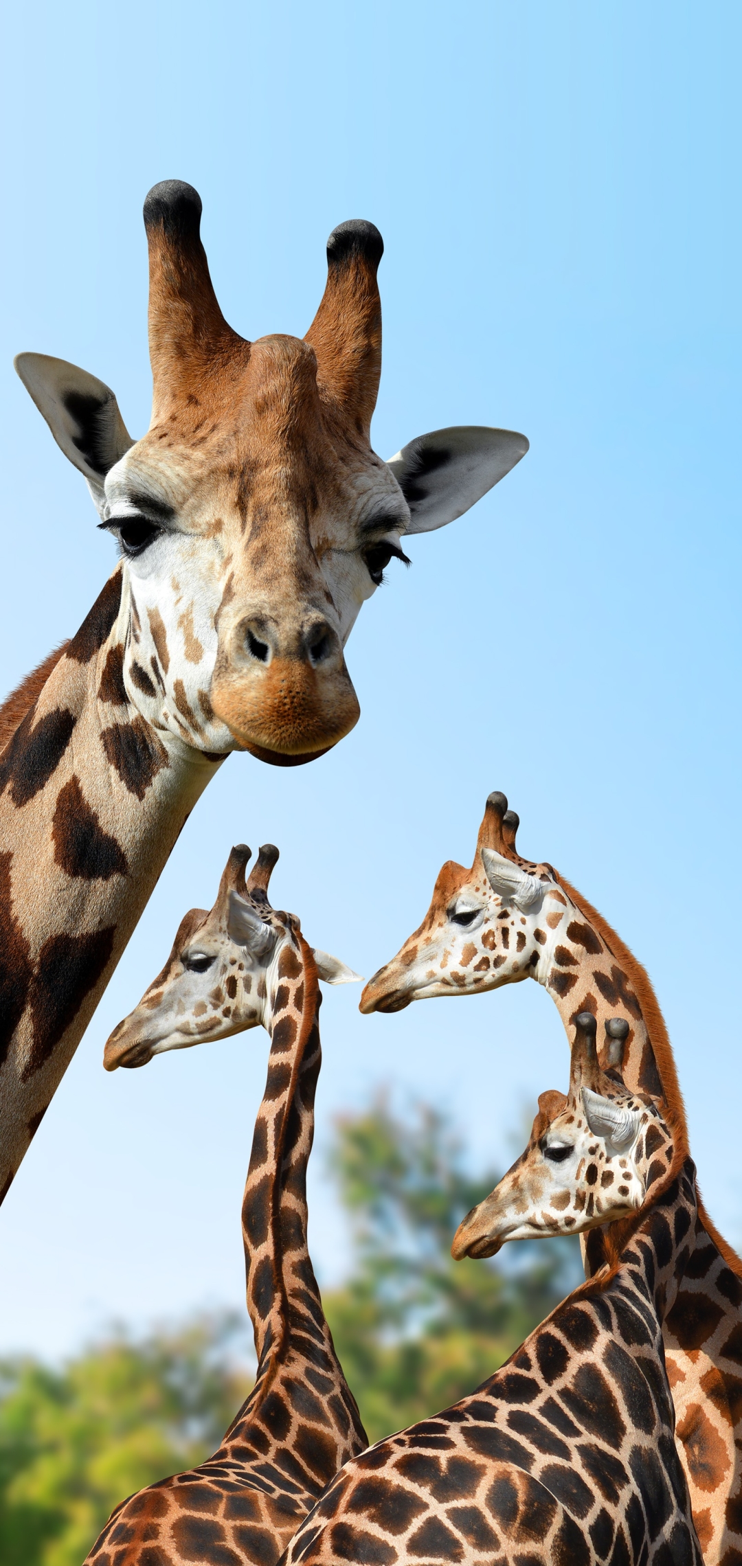 Handy-Wallpaper Tiere, Giraffe kostenlos herunterladen.