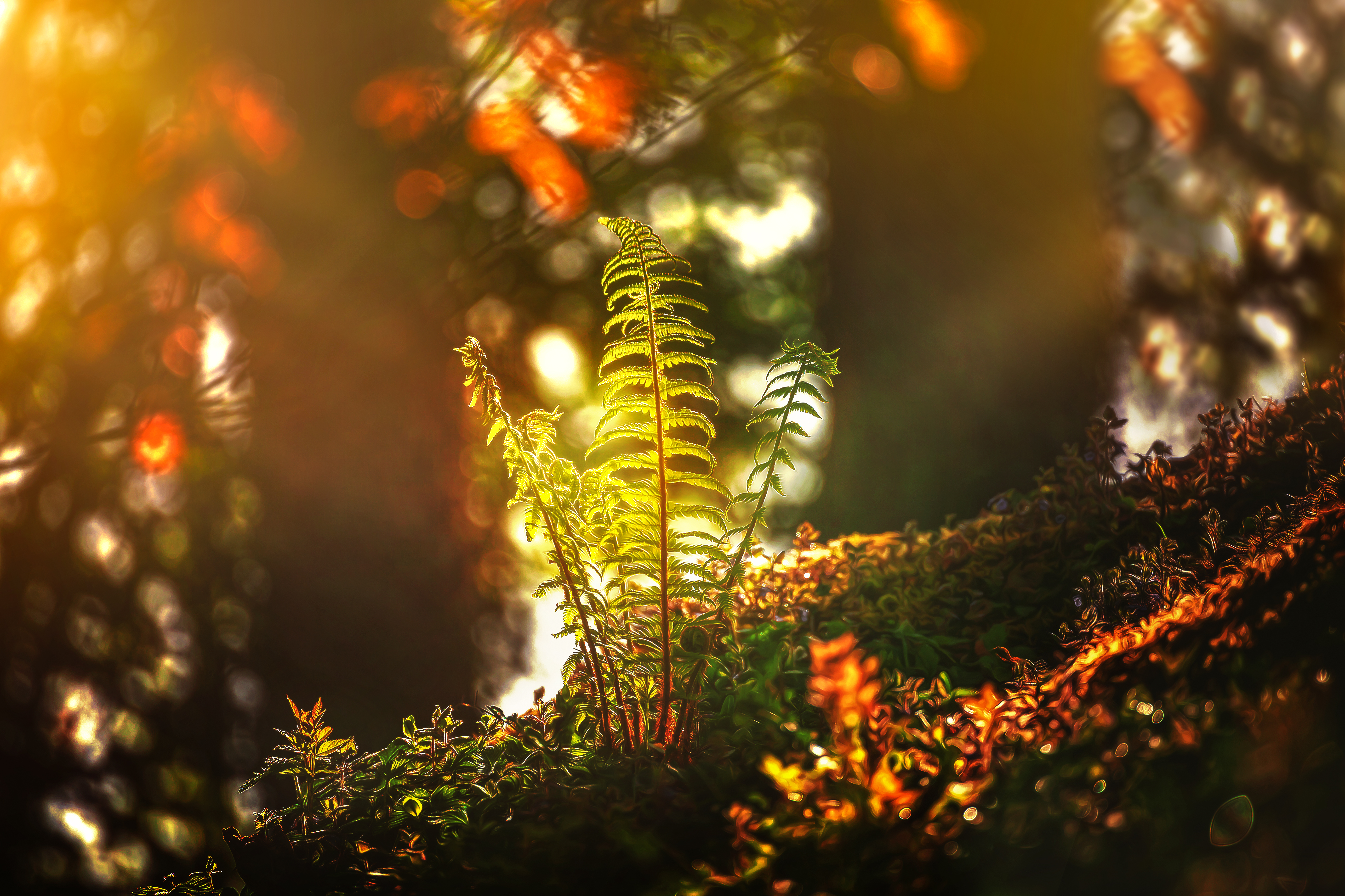 Download mobile wallpaper Fern, Earth, Bokeh, Sunny for free.