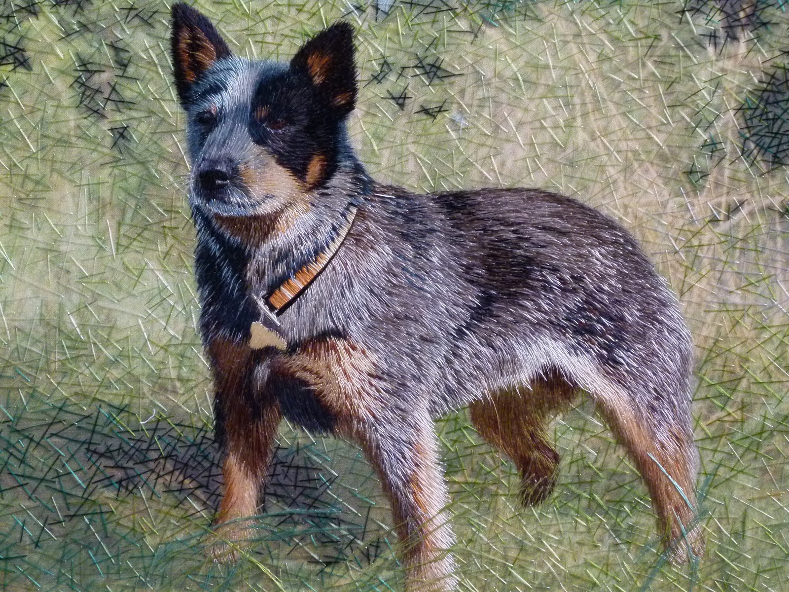 Популярные заставки и фоны Австралийская Пастушья Собака на компьютер