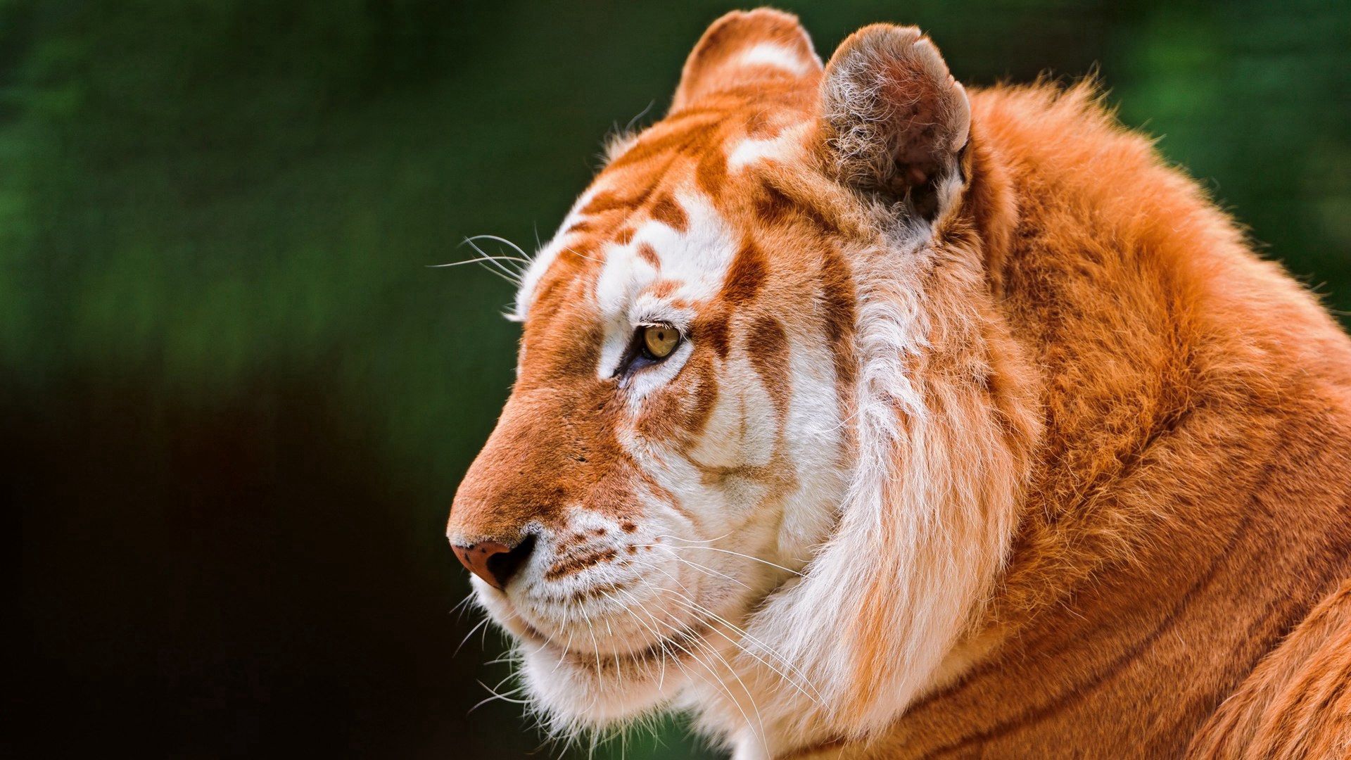 Free download wallpaper Animals, Predator, Tiger, Ears, Nose, Beast on your PC desktop