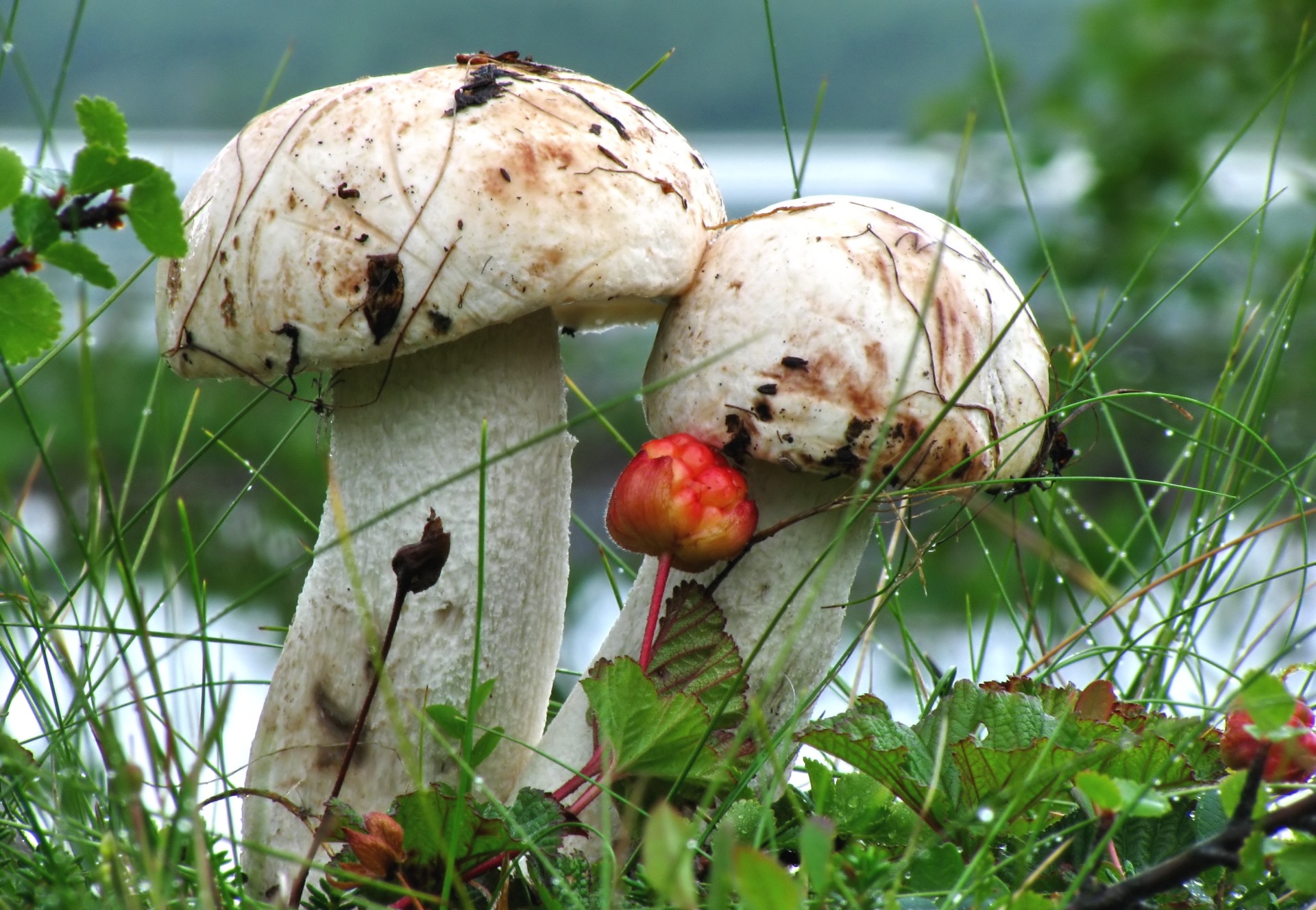 Téléchargez des papiers peints mobile Champignon, Terre/nature gratuitement.