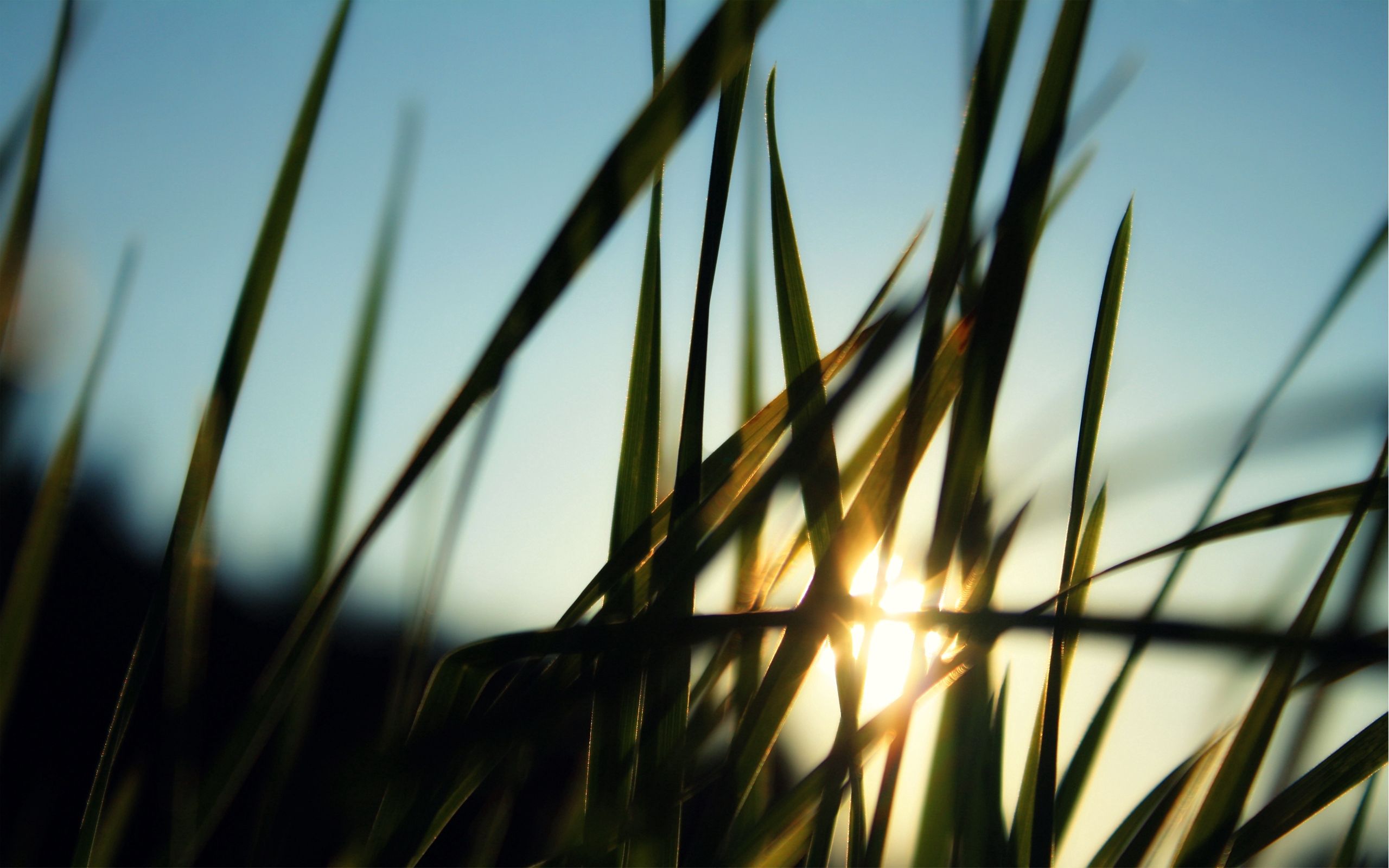 Download mobile wallpaper Greens, Field, Grass, Sun, Nature, Dawn, Morning for free.
