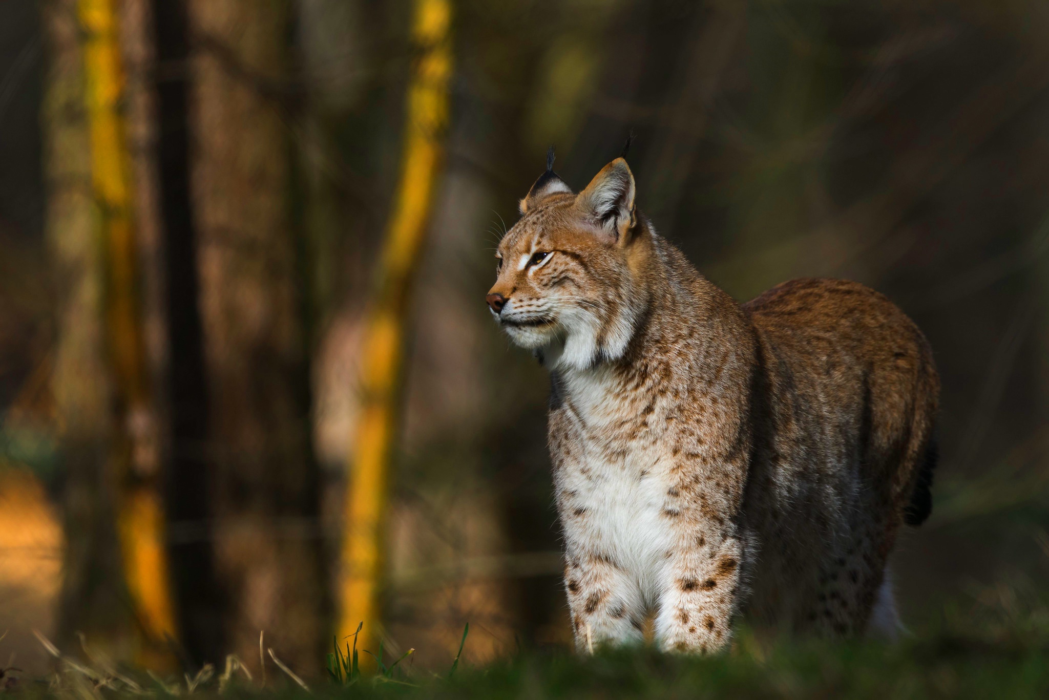 Download mobile wallpaper Cats, Animal, Lynx for free.