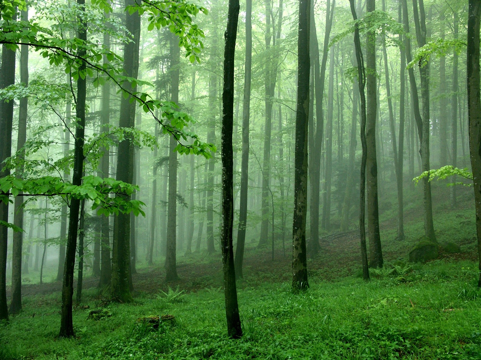 Скачать обои бесплатно Лес, Дерево, Туман, Земля/природа картинка на рабочий стол ПК