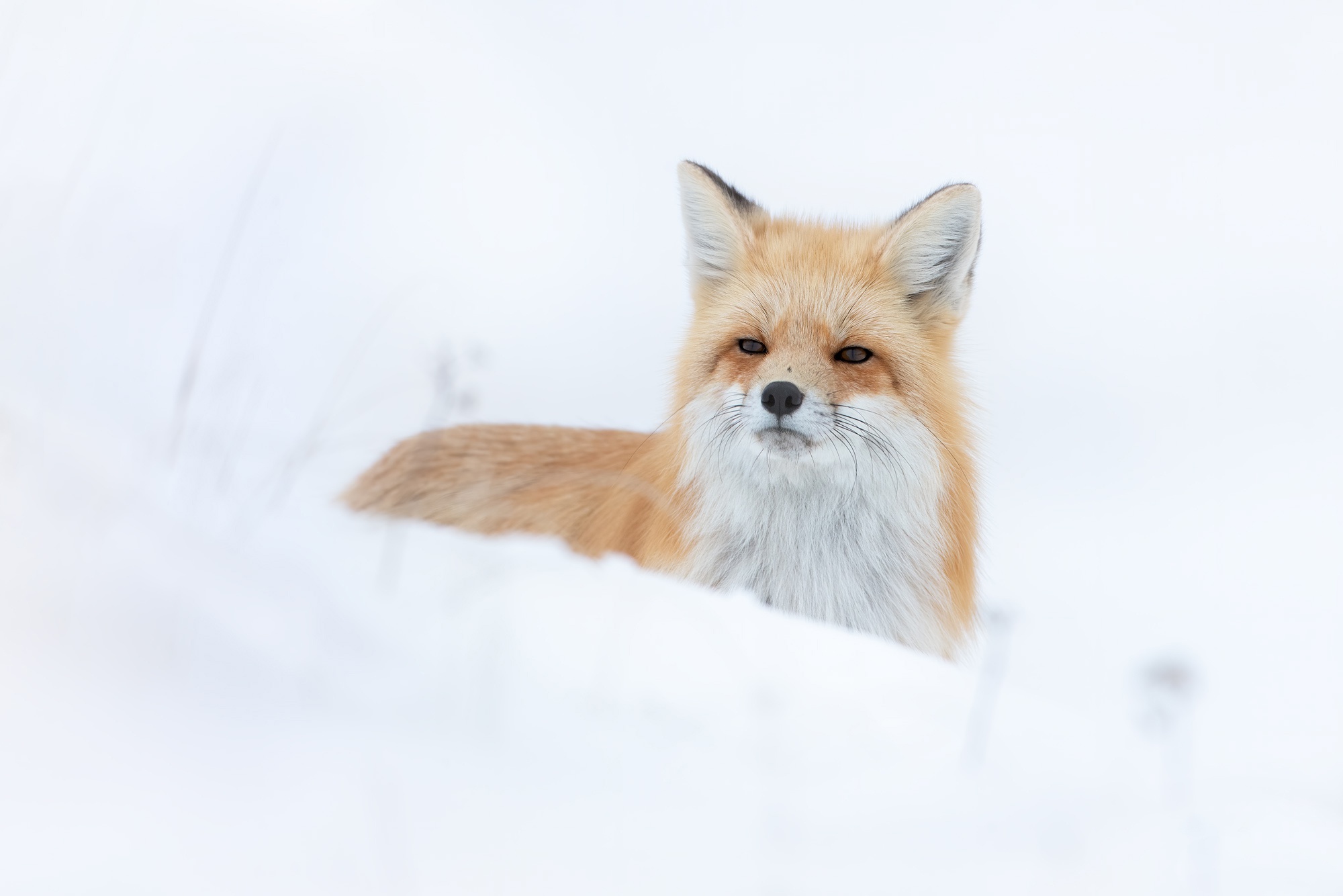 Download mobile wallpaper Snow, Fox, Animal for free.