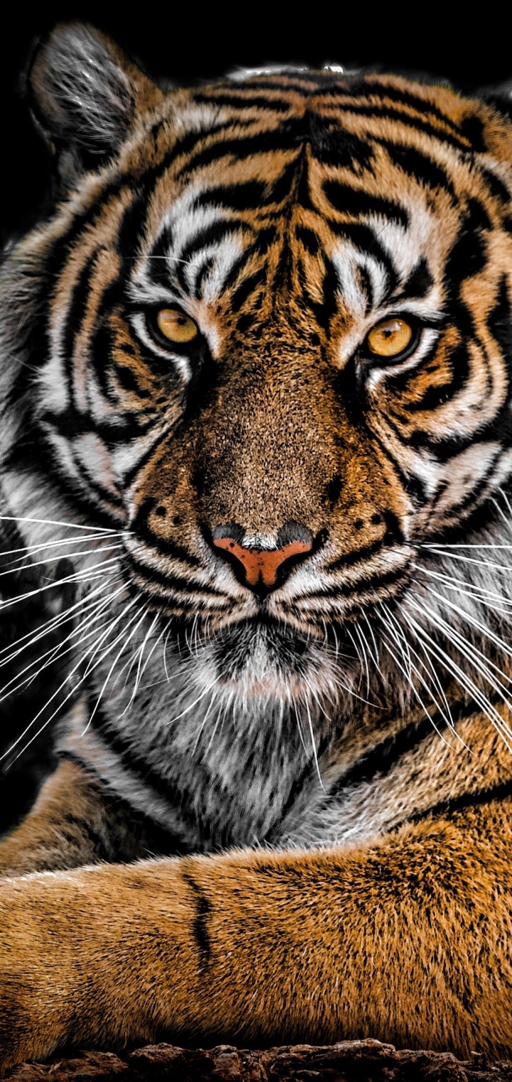 Download mobile wallpaper Cats, Tiger, Animal, Siberian Tiger for free.