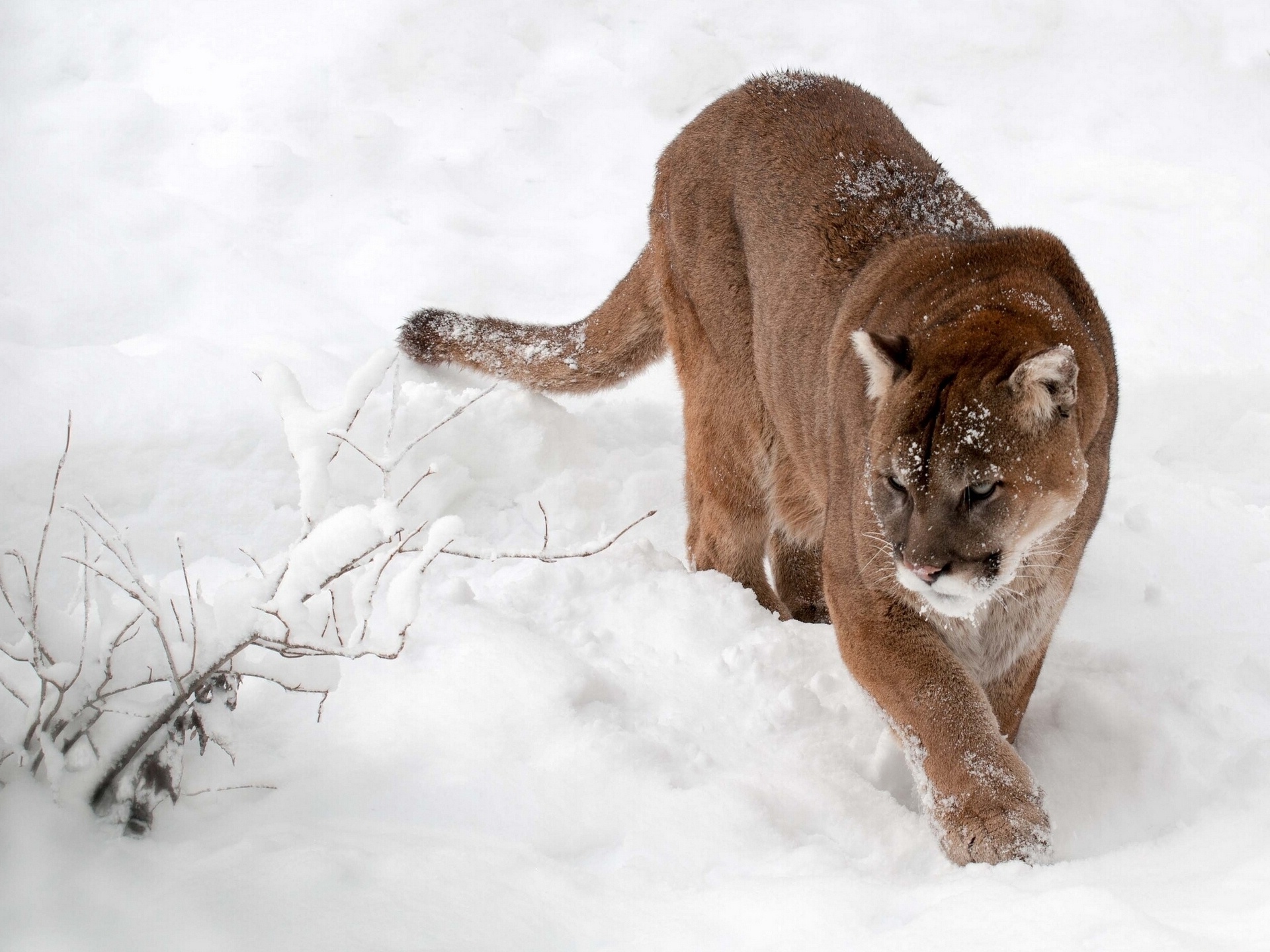 Free download wallpaper Cougar, Cats, Animal on your PC desktop