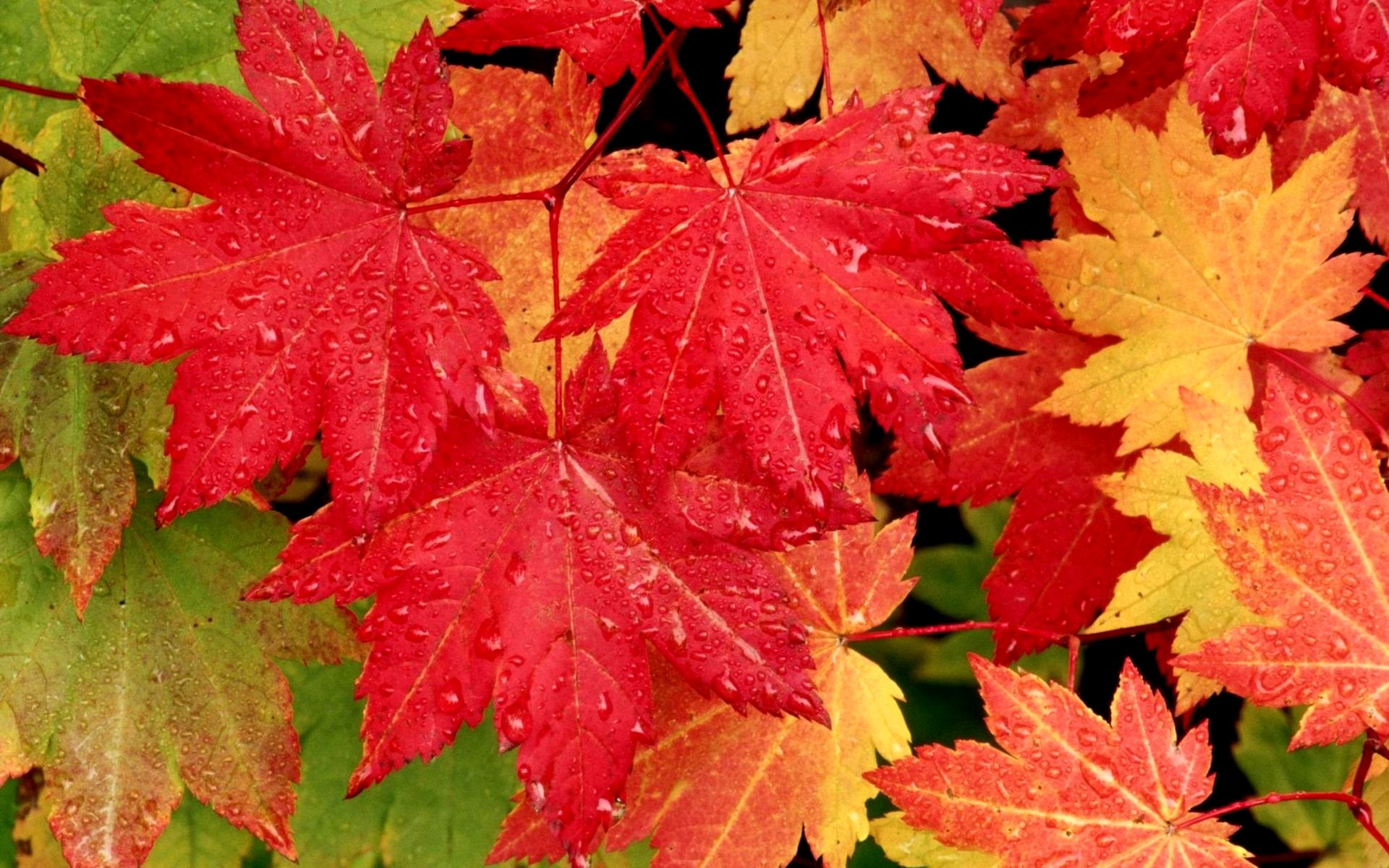 Скачать картинку Осень, Красный, Лист, Зеленый, Жёлтый, Кленовый Лист, Земля/природа в телефон бесплатно.