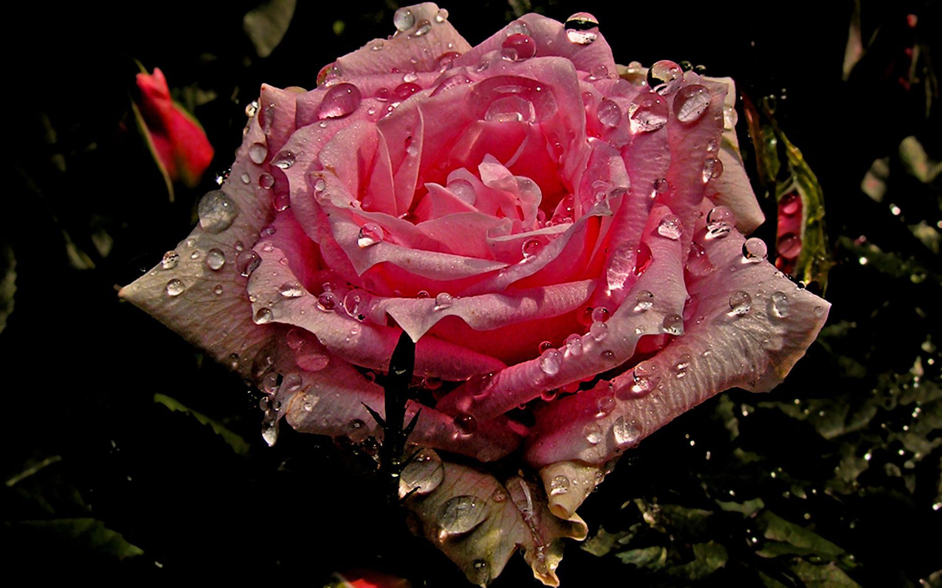 Скачать обои бесплатно Капли, Роза, Земля/природа, Розовый Цветок, Розовая Роза, Флауэрсы картинка на рабочий стол ПК